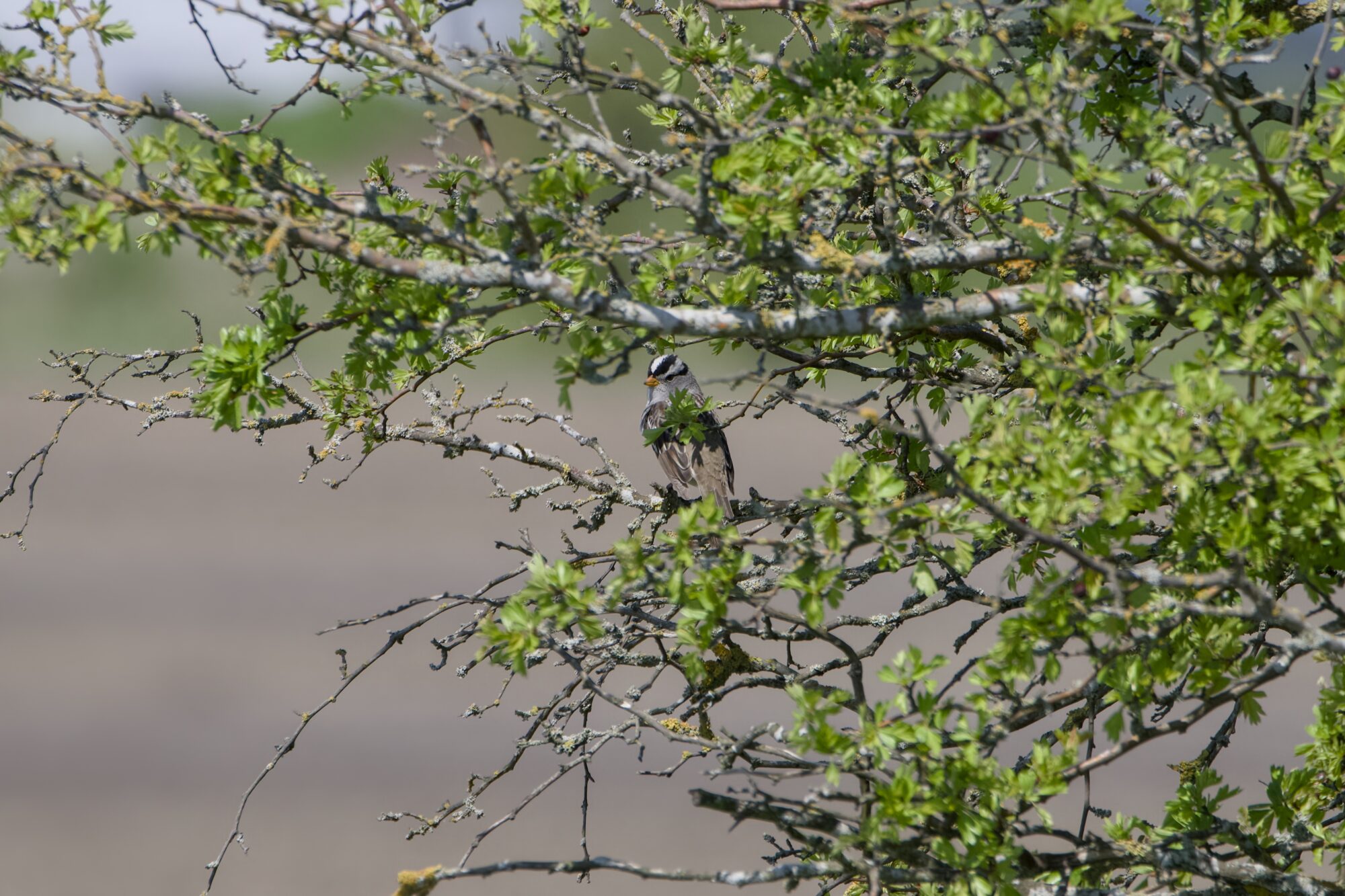 A White-crowned Sparrow is sitting in a tree