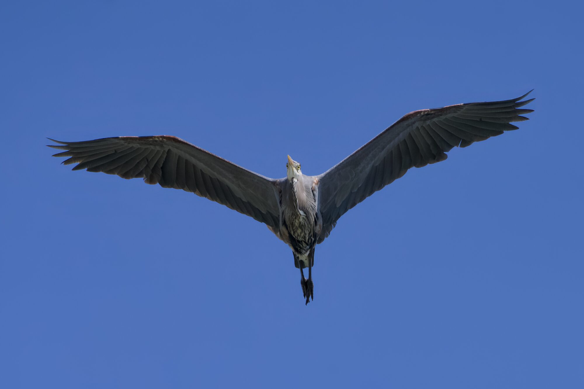 A Great Blue Heron in flight, wings fully extended, seen from below. Its eyes are uneven and hilariously wonky
