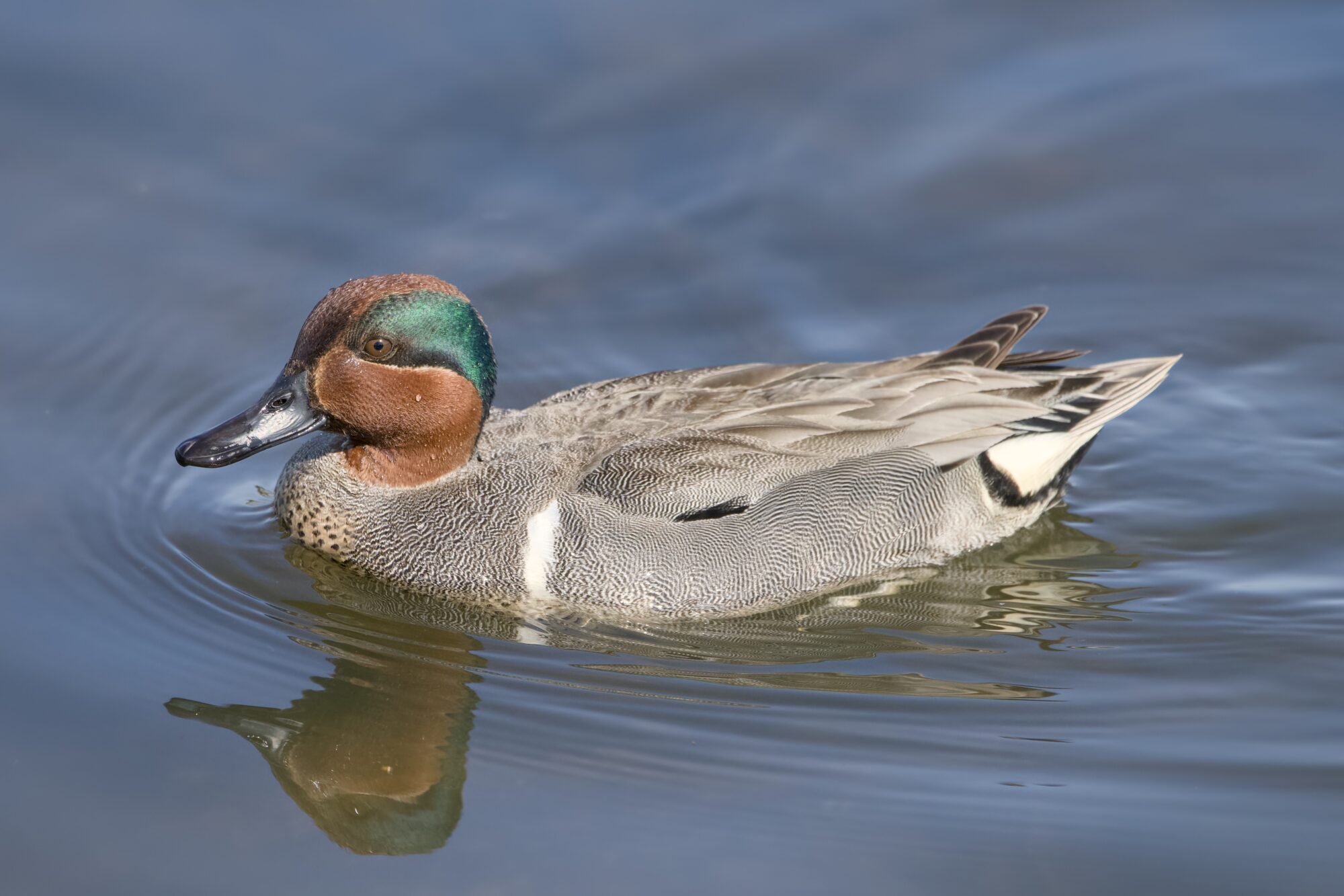 A male Green-winged Teal is swimming along