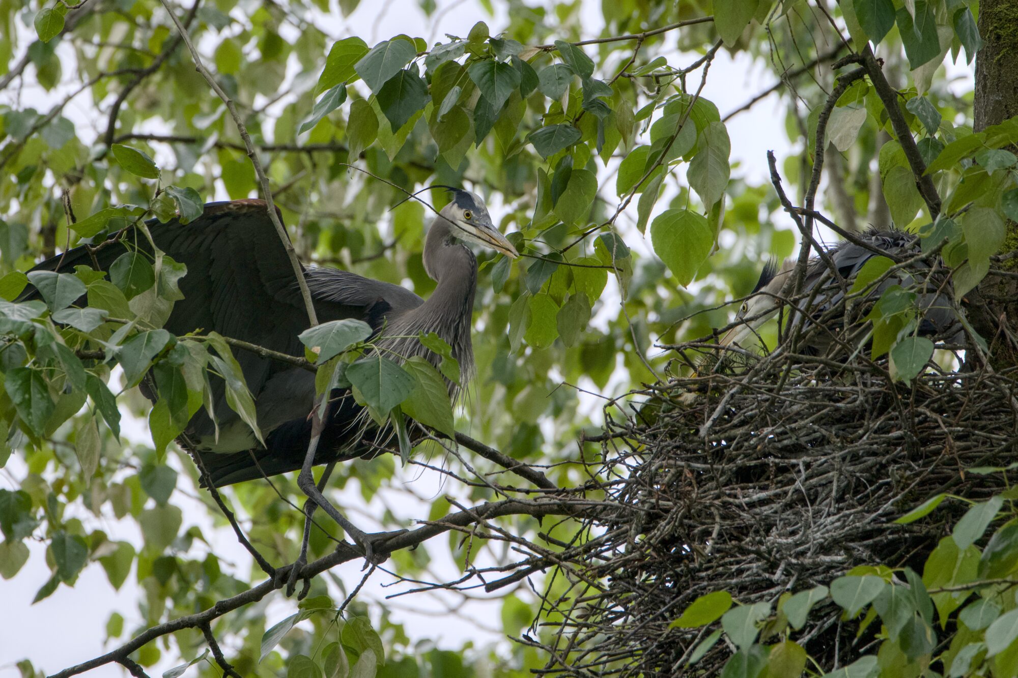 A Great Blue Heron is in a nest, up in a tree. Another is landing on a nearby branch holding a stick in its beak