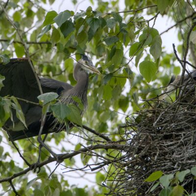 A Great Blue Heron is in a nest, up in a tree. Another is landing on a nearby branch holding a stick in its beak
