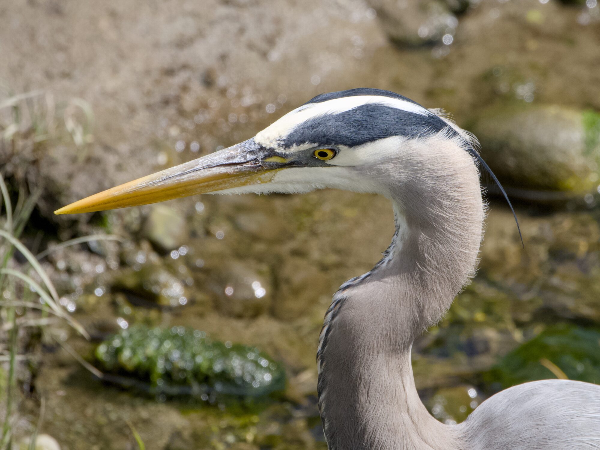 Closeup of an adult Great Blue Heron's head and neck