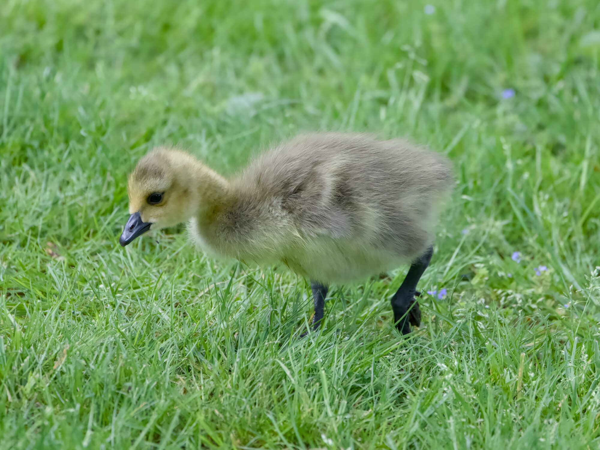 A Canada Gosling in the grass