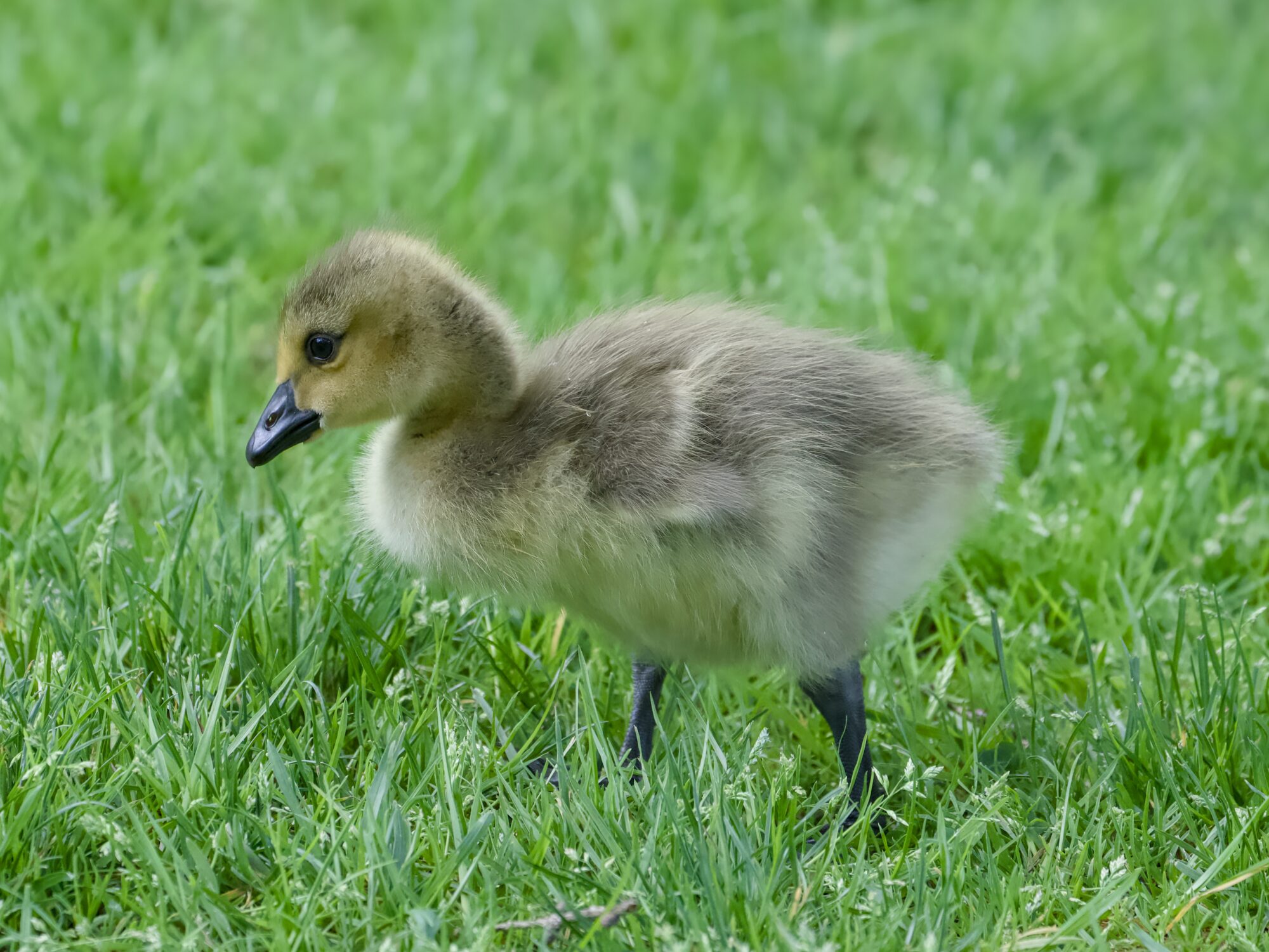 A Canada Gosling in the grass
