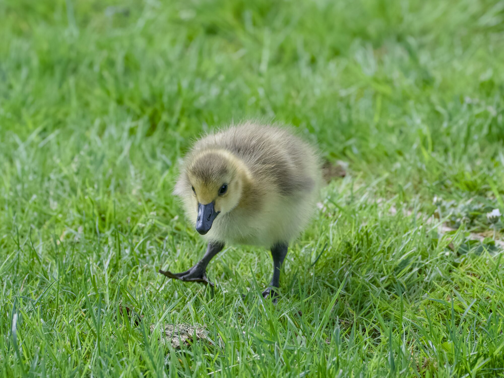 A Canada Gosling in the grass