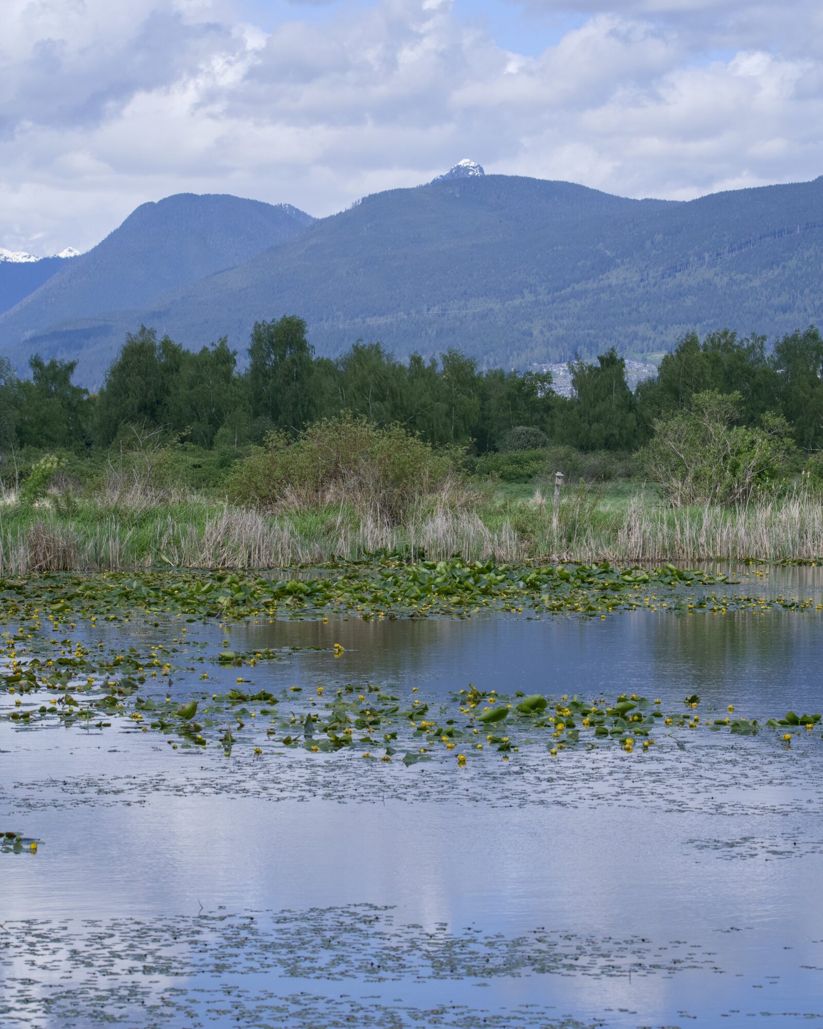 The main pond at Tlahutum Regional Park, with a smattering of lilypads. In the background are trees, and fuurther back are mountains