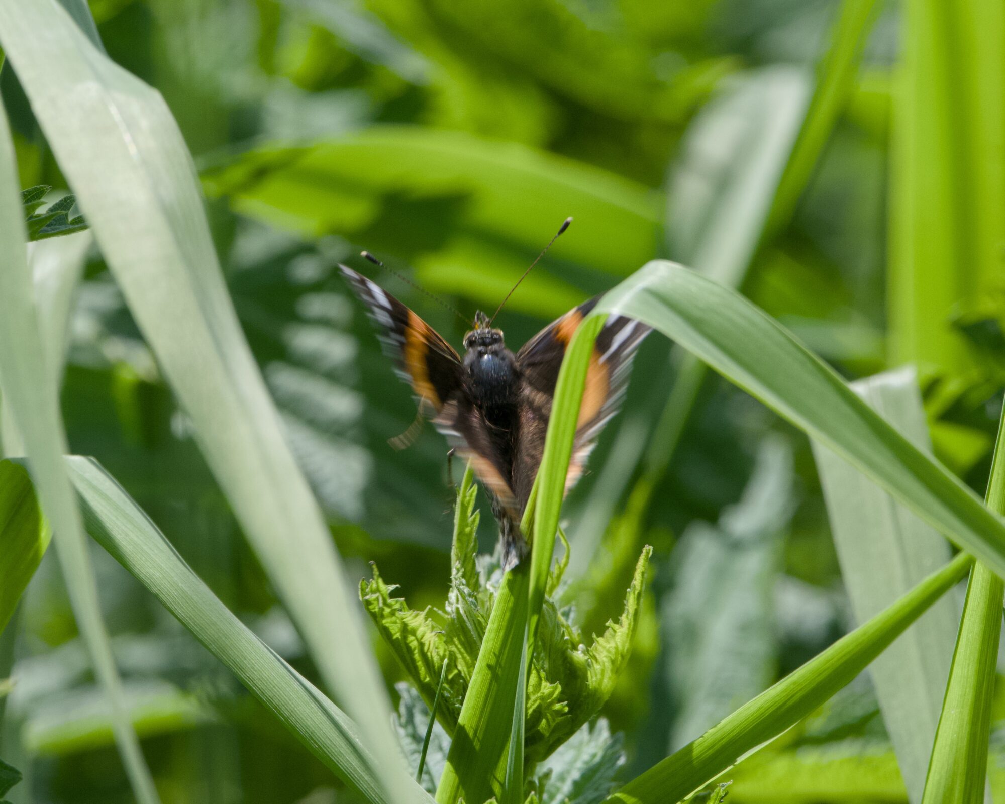 A black, white and orange butterfly, somewhat out of focus as it takes off from a grass stem