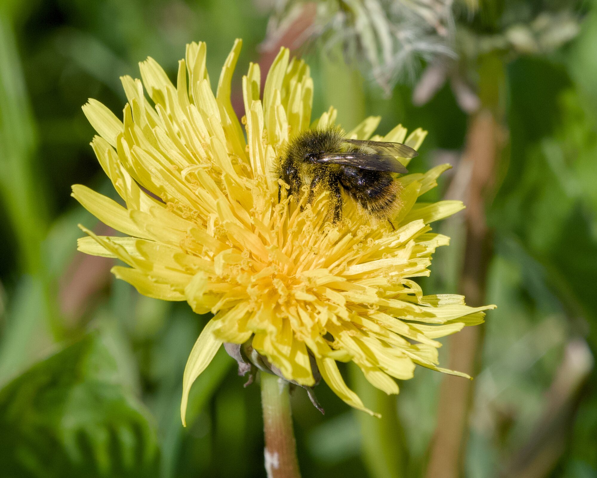 A bee in a dandelion. The bee is covered in pollen