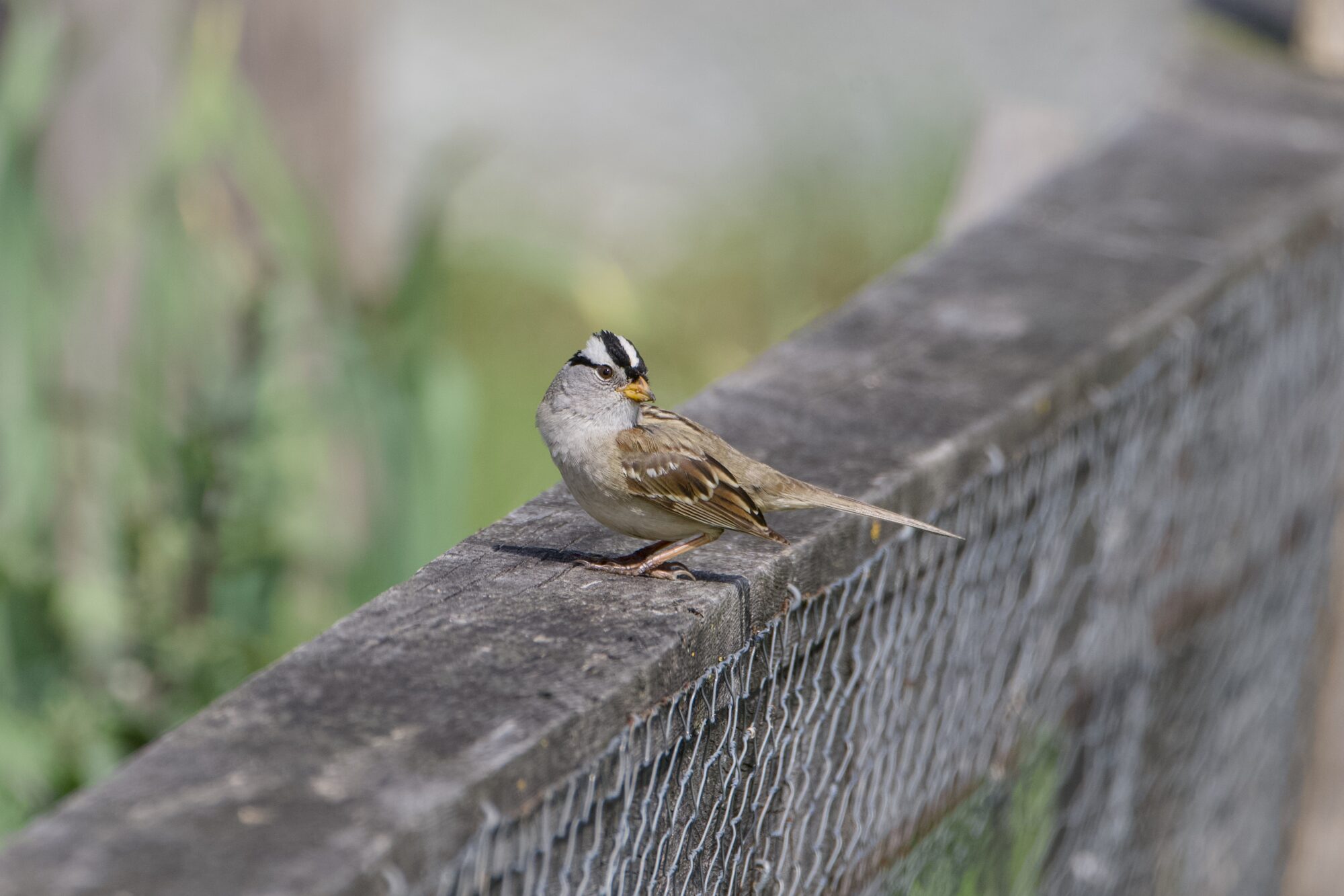 A White-crowned Sparrow on a wooden fence