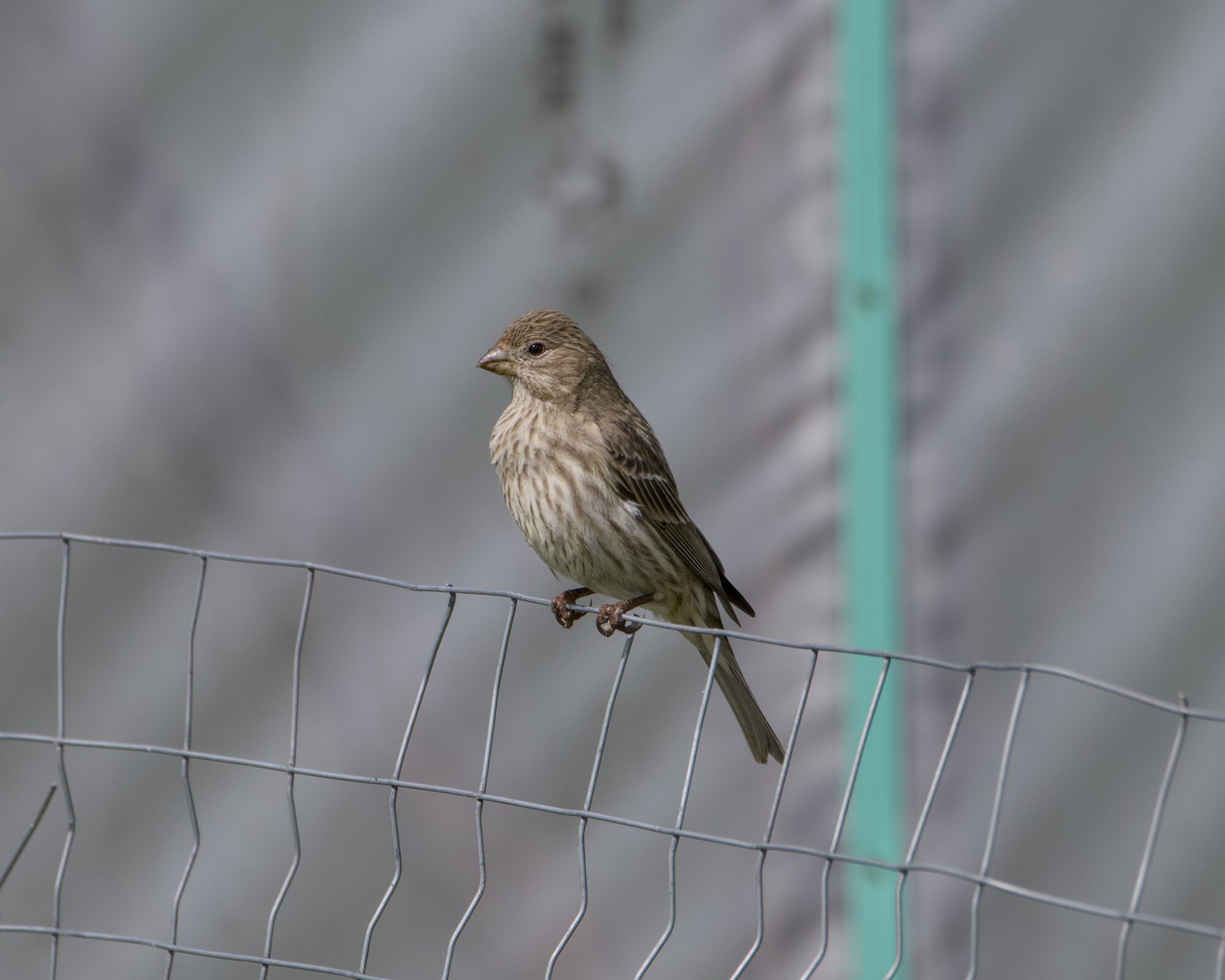 A female House Finch on a metal fence