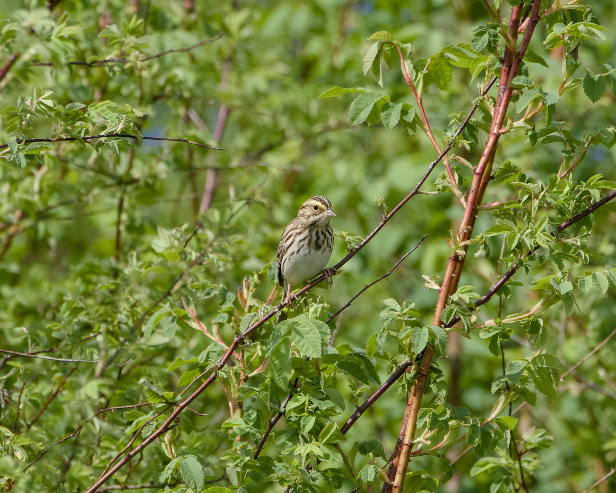 A Savannah Sparrow on a branch. Background is bright leafy green