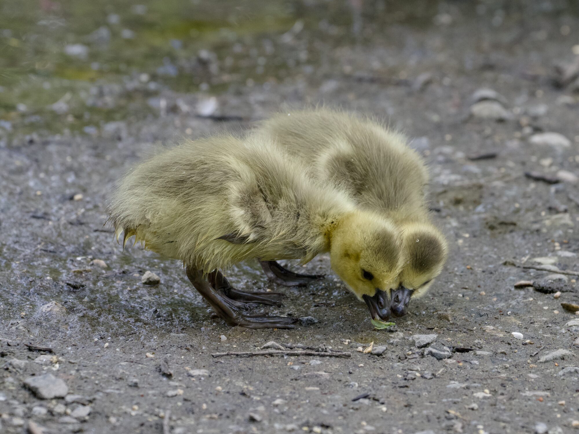 Two Canada goslings interested in the same bit of grass