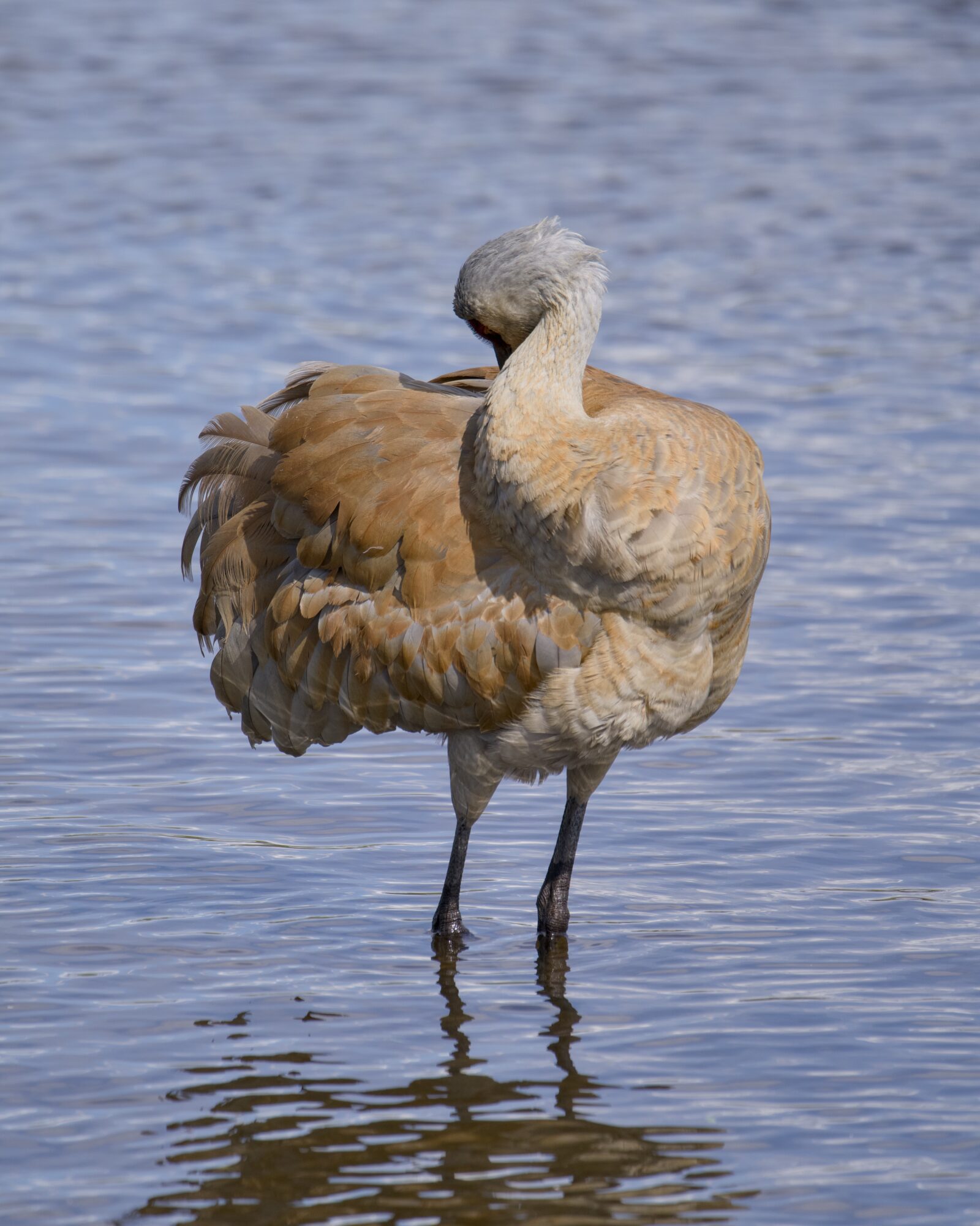 A Sandhill Crane standing knee-deep in the water, preening itself and looking all ruffly