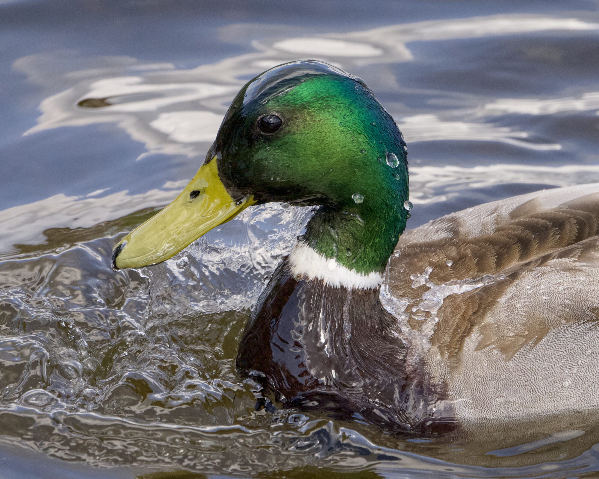 A male Mallard duck having just pulled his head out of the water