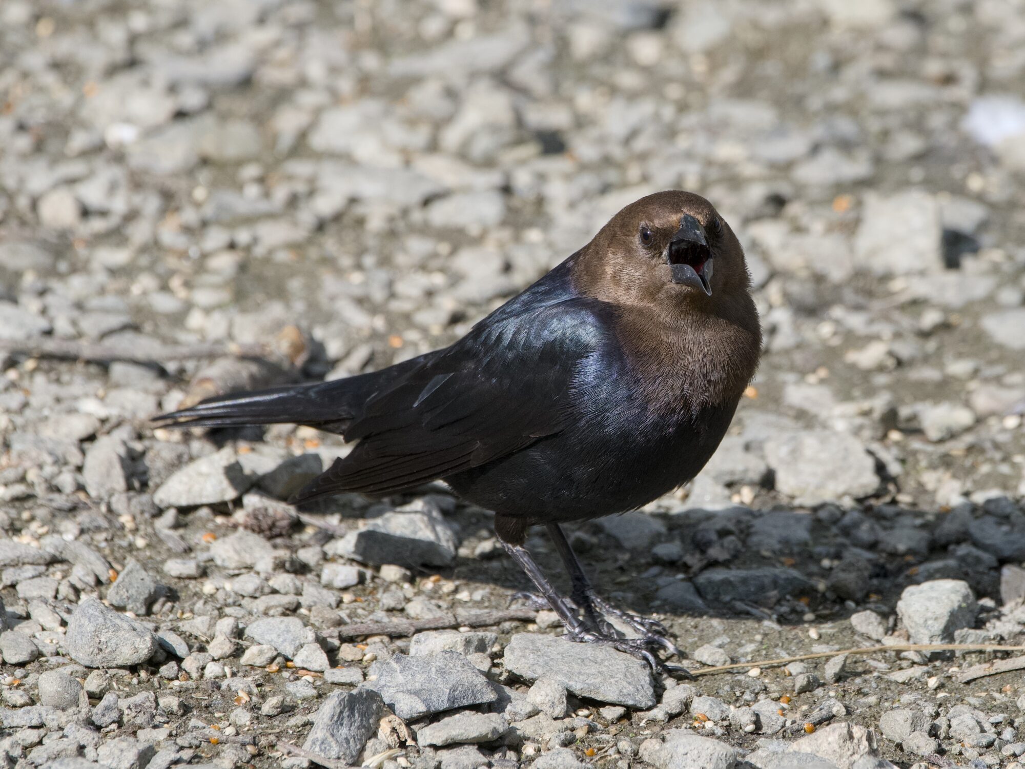 A male Brown-headed Cowbird on the gravelly ground, looking in my general direction and calling