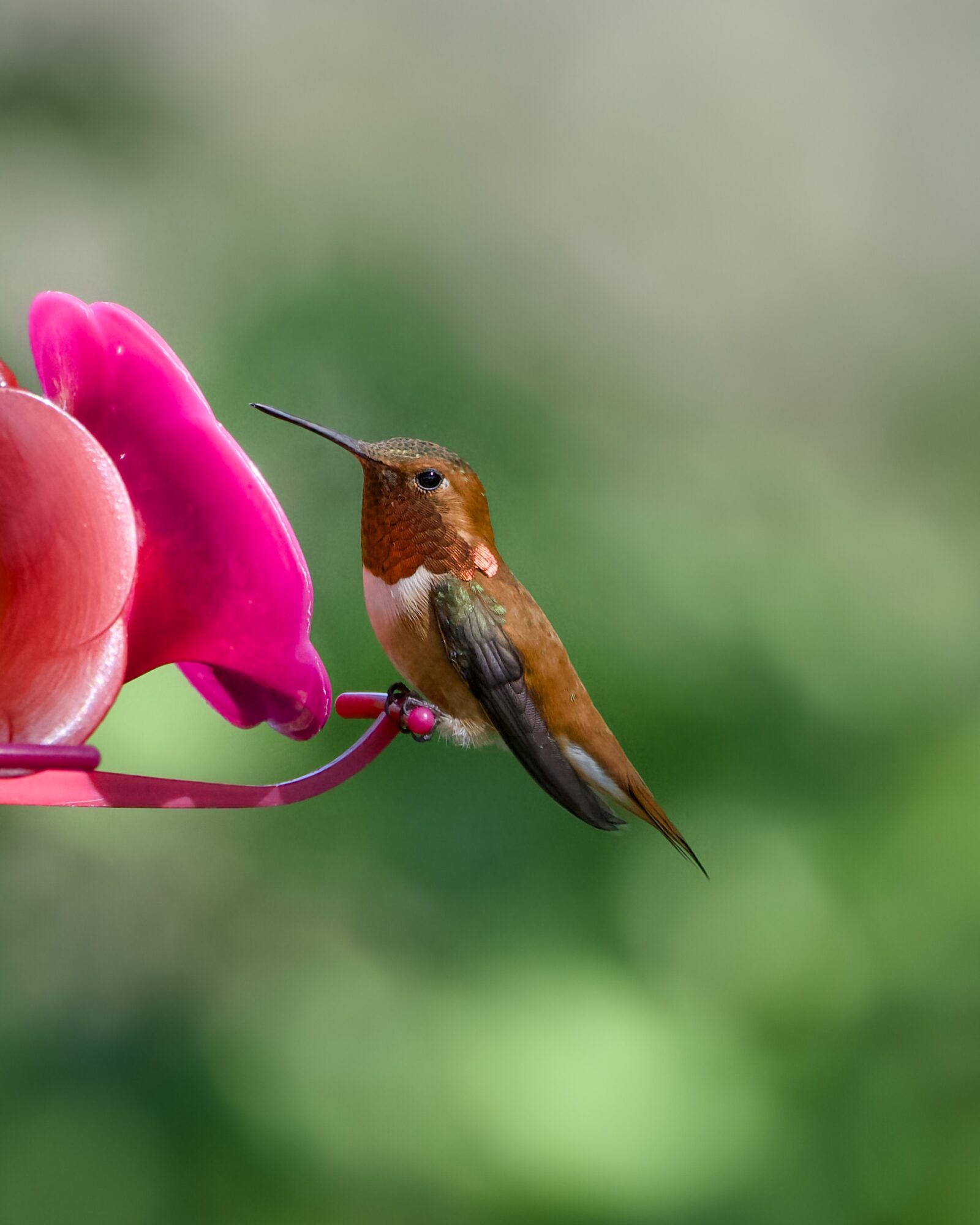 A male Rufous Hummingbird sitting at a feeder