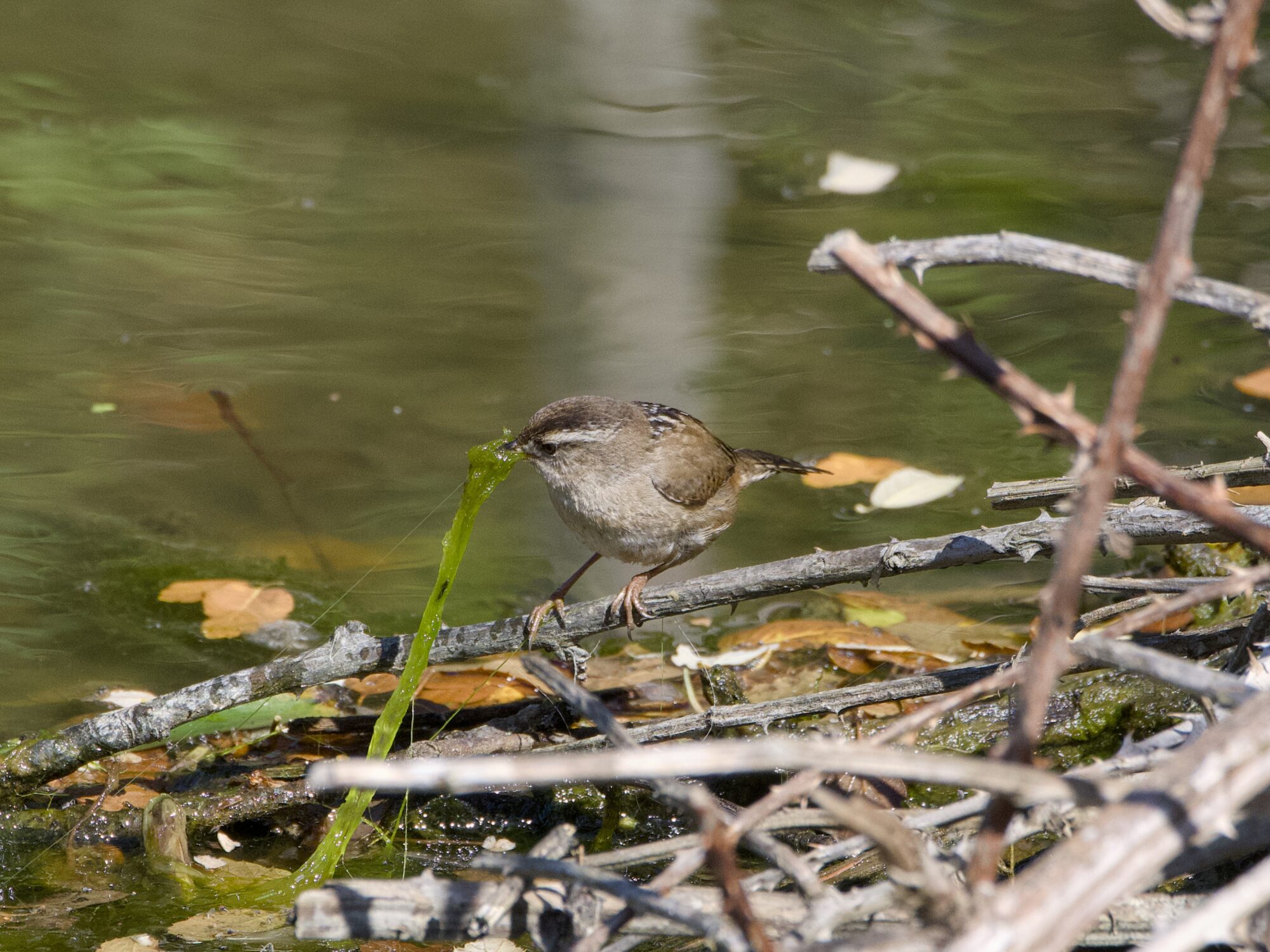 A Marsh Wren near the water, pulling on a bit of wet seaweed