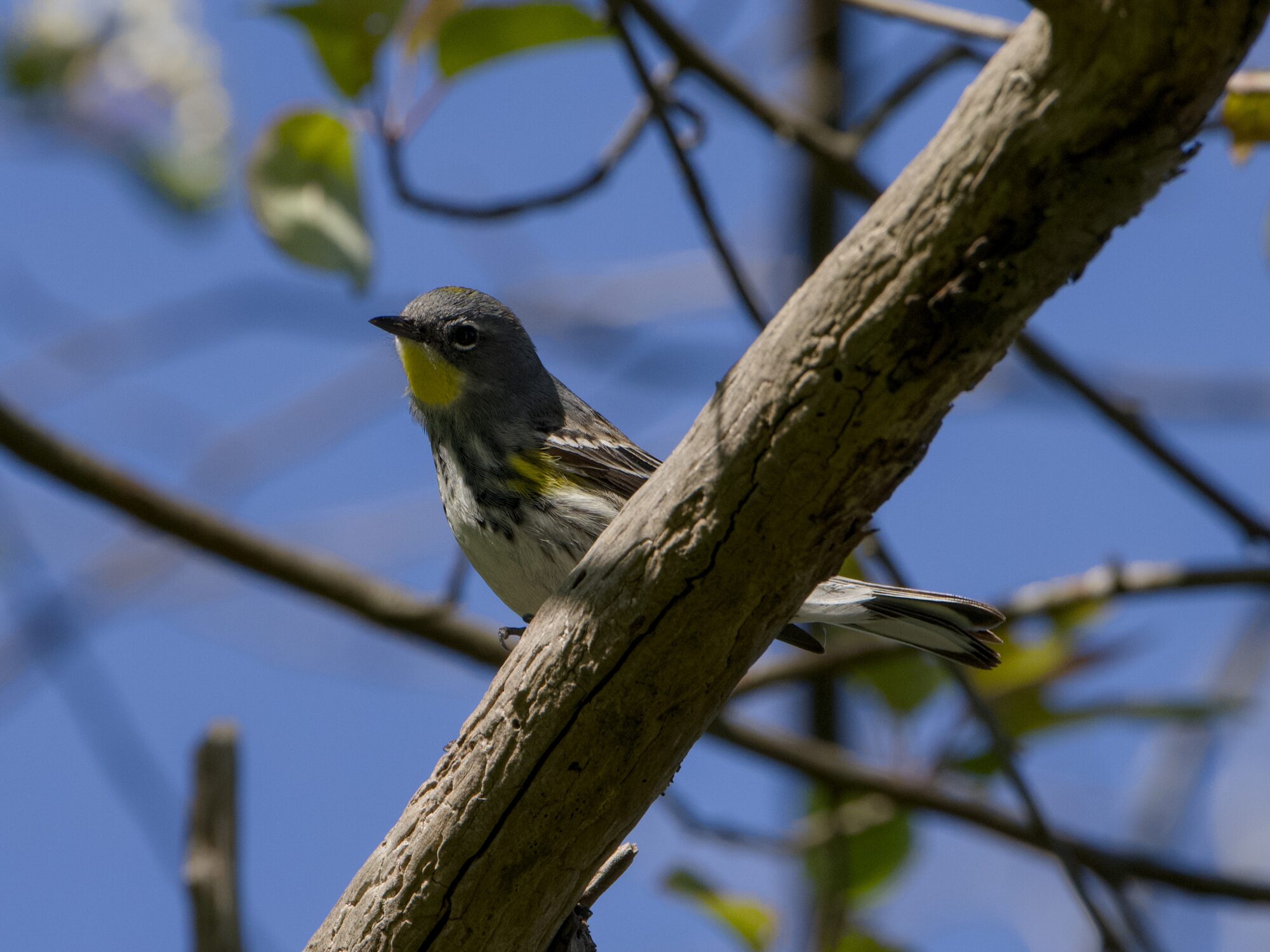 A male Yellow-rumped Warbler is up in a tree. His yellow throat is clearly visible
