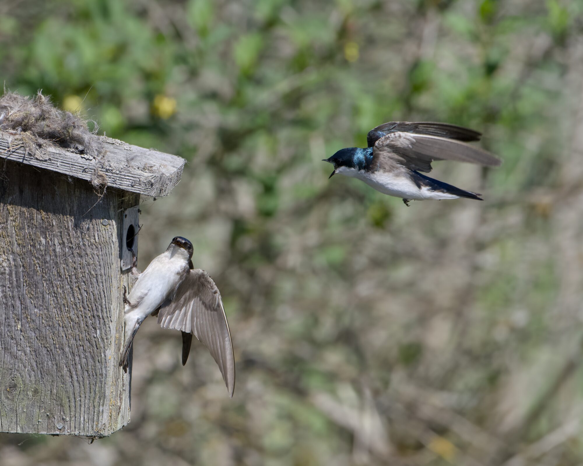 Two Tree Swallows by a nest box. One is clinging to the side, the other is coming in for a landing, calling out