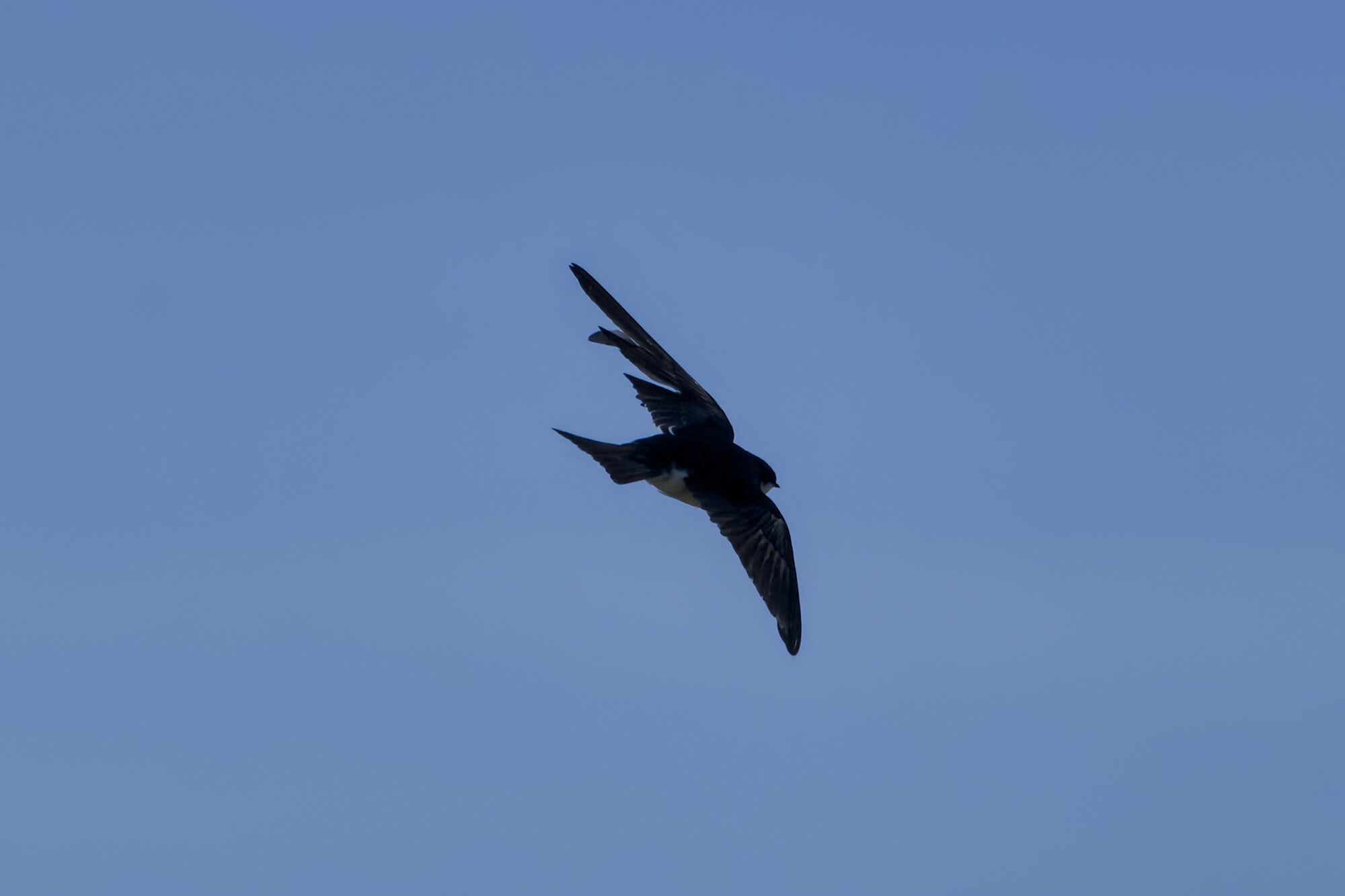 A Tree Swallow silhouette soaring against a solid blue sky. The left wing's feathers are a little ragged