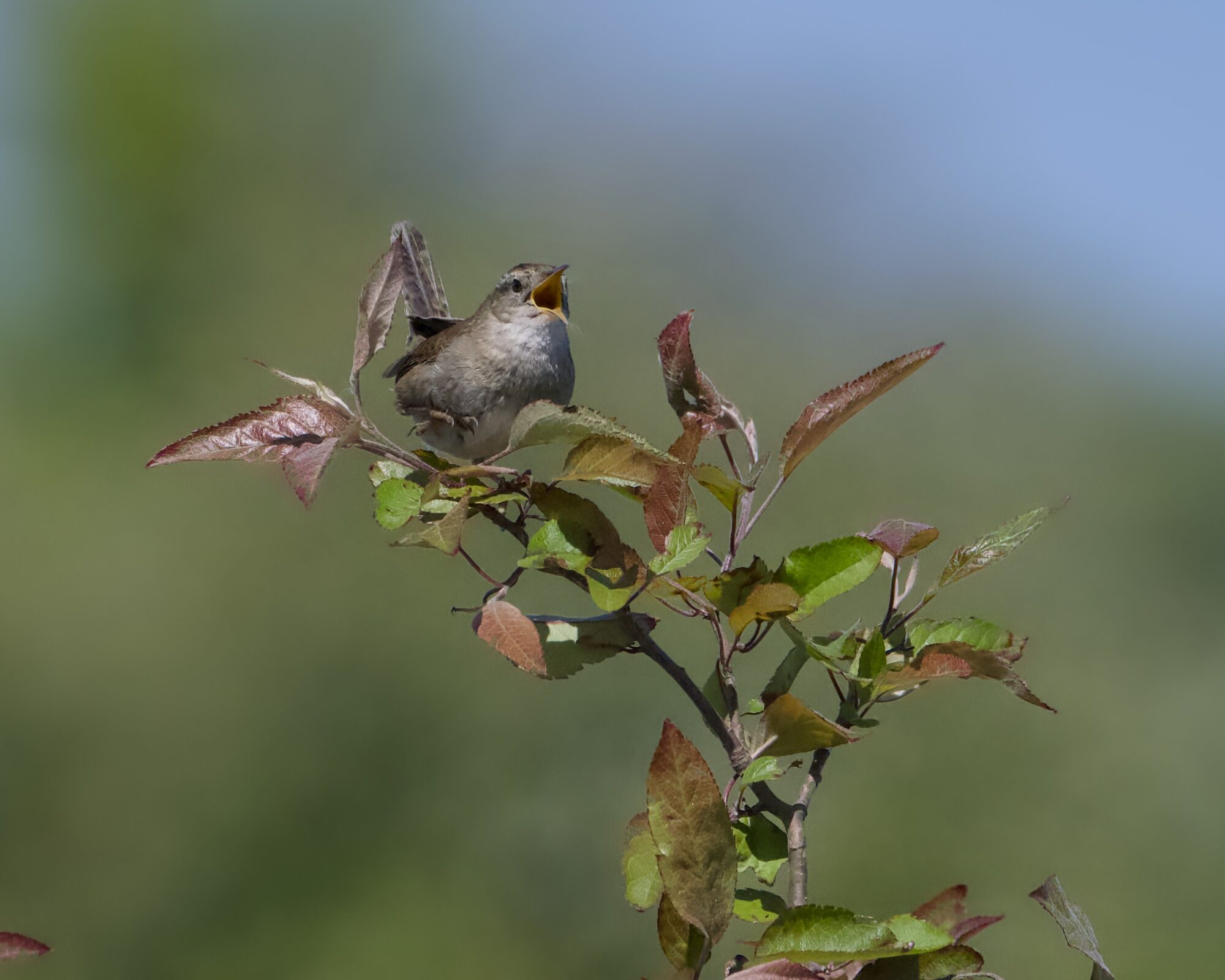 A Marsh Wren singing on top of a bush