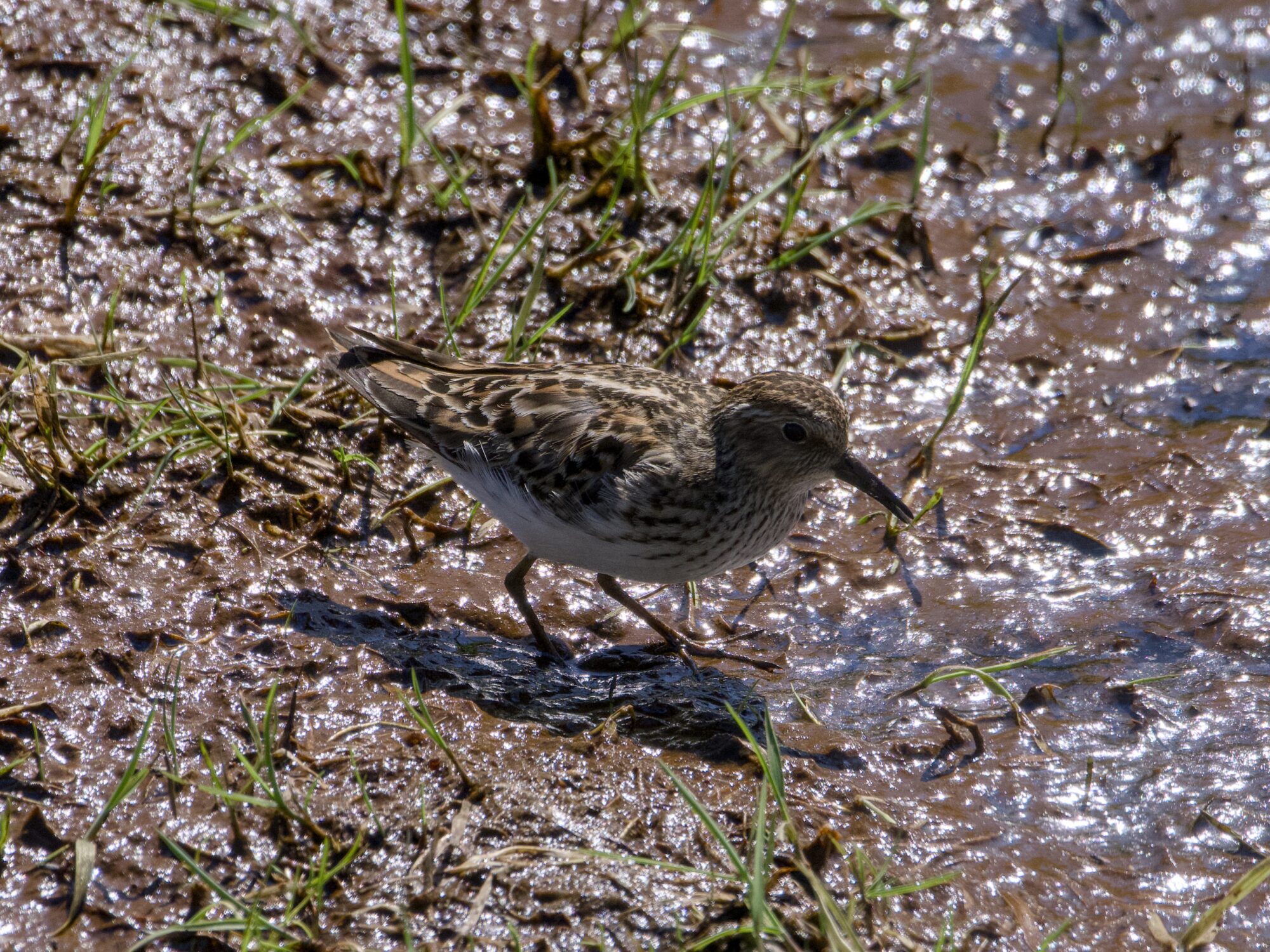 A Least Sandpiper in the mud