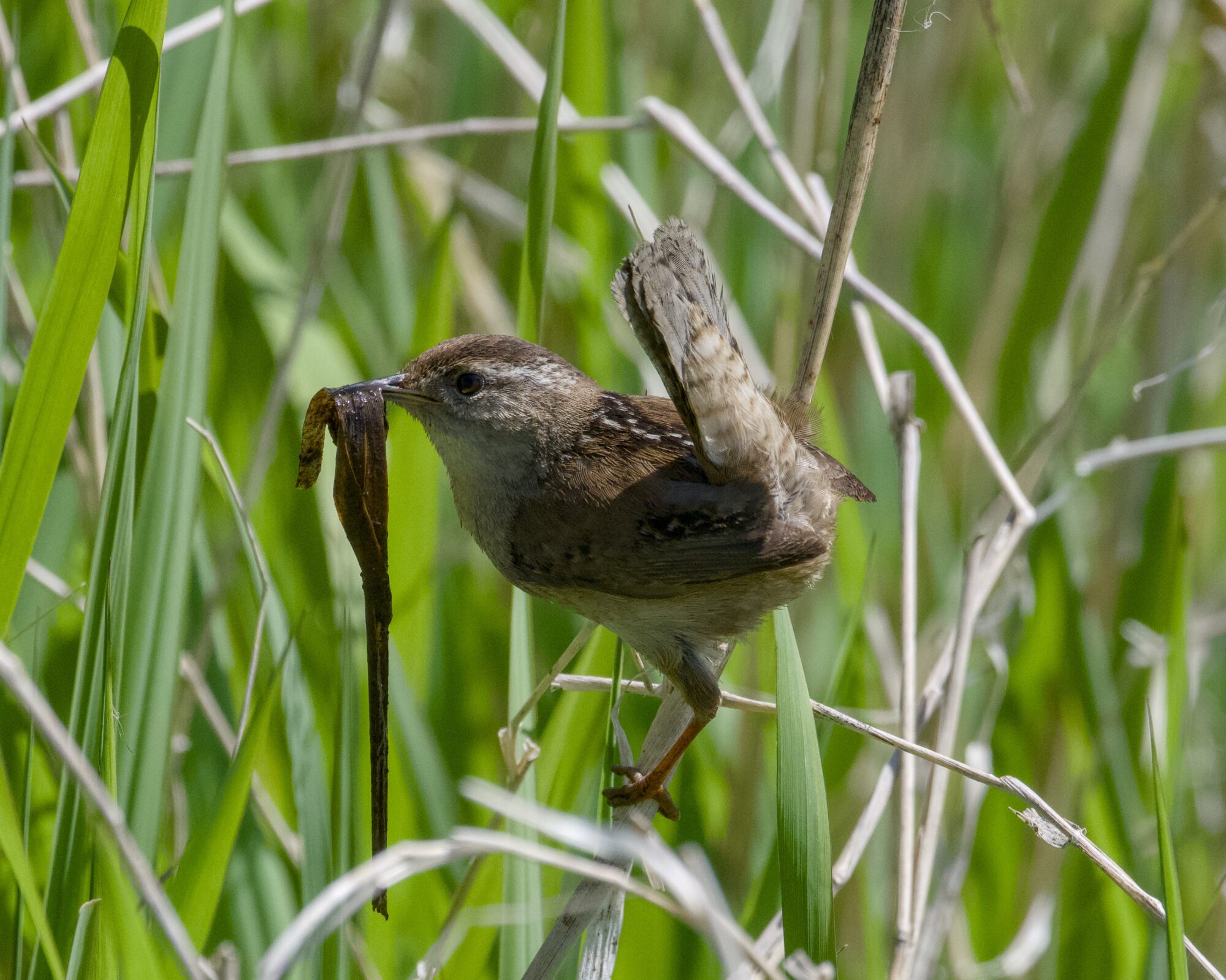 A Marsh Wren holding a bit of wet grass in its beak
