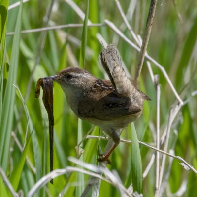 A Marsh Wren holding a bit of wet grass in its beak