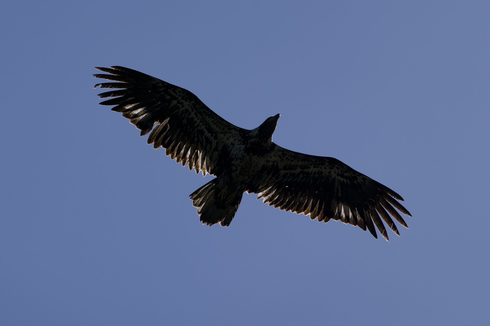An immature Bald Eagle flying overhead, wings spread, backlit by the sun