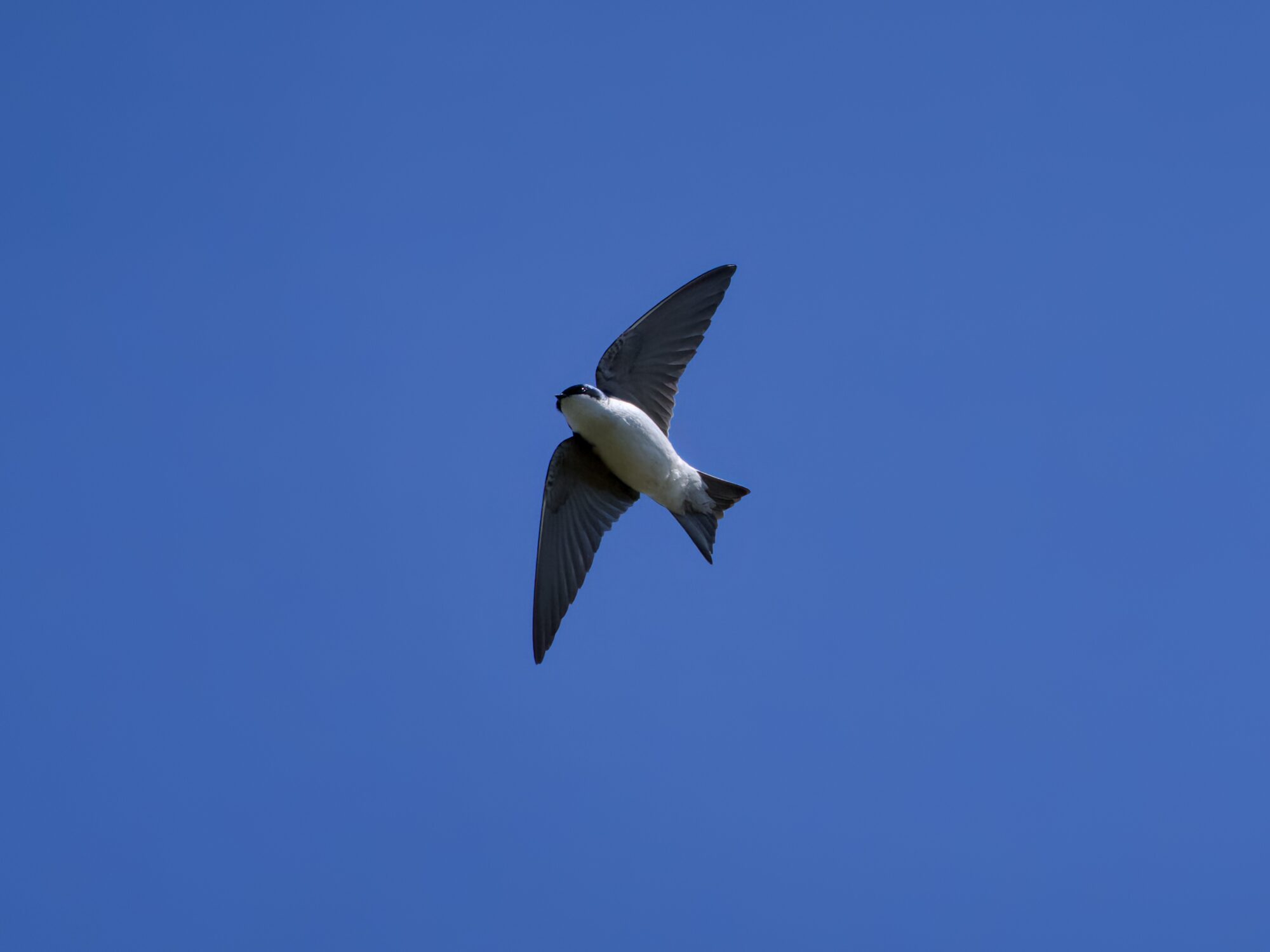 A Tree Swallow in flight, banking to the right