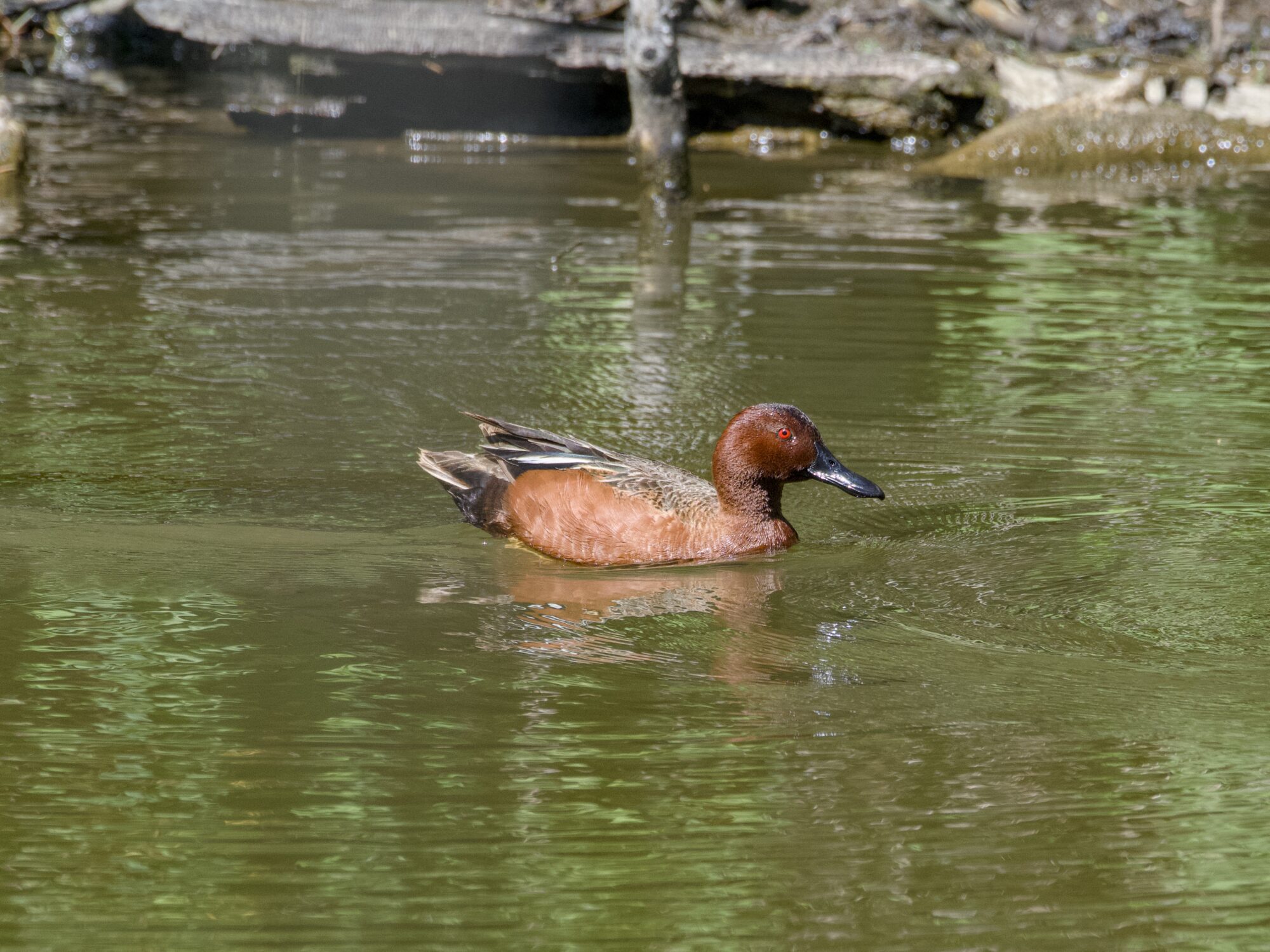 A male Cinnamon Duck swimming along