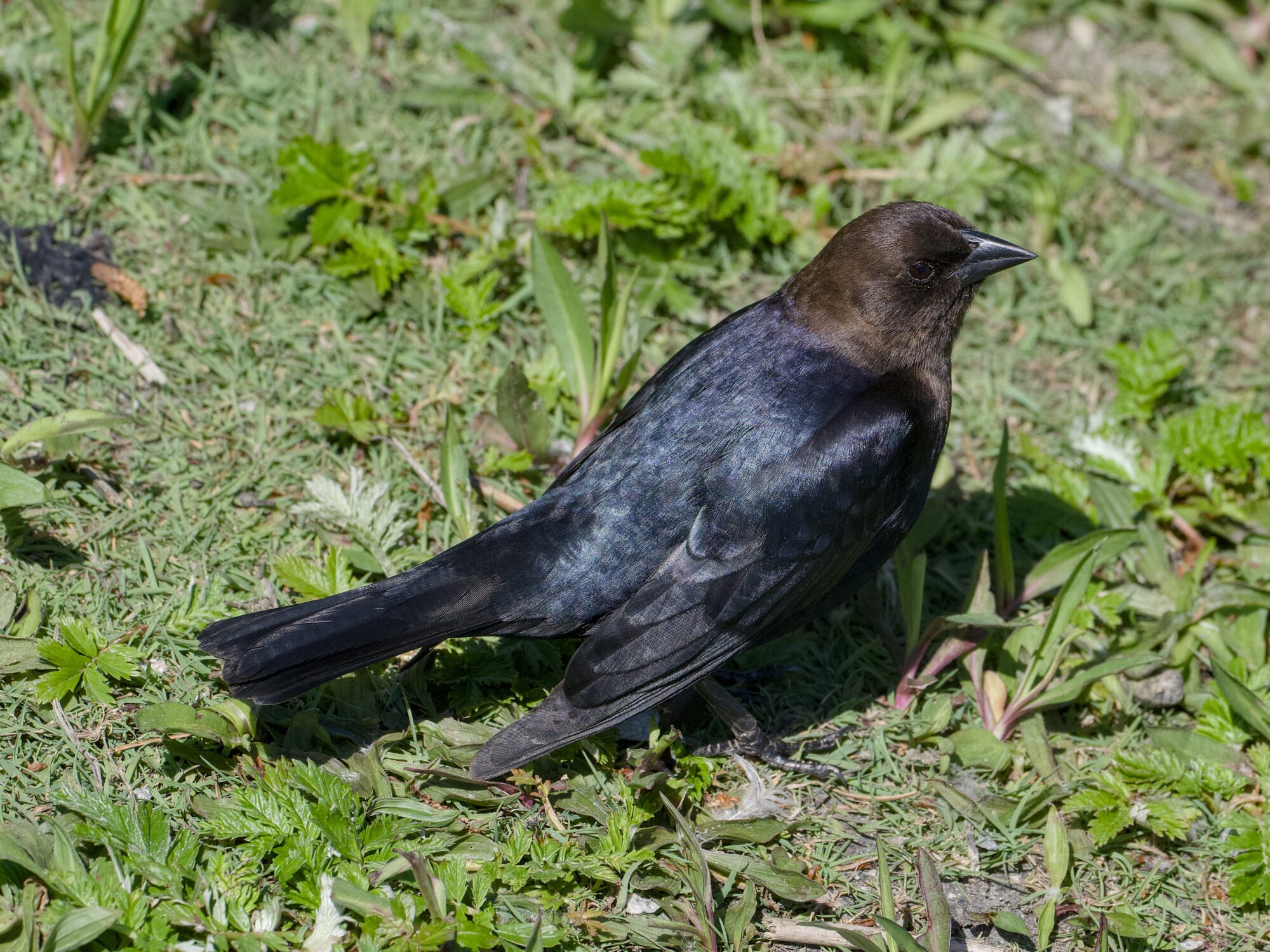 A male Brown-headed Cowbird in the grass