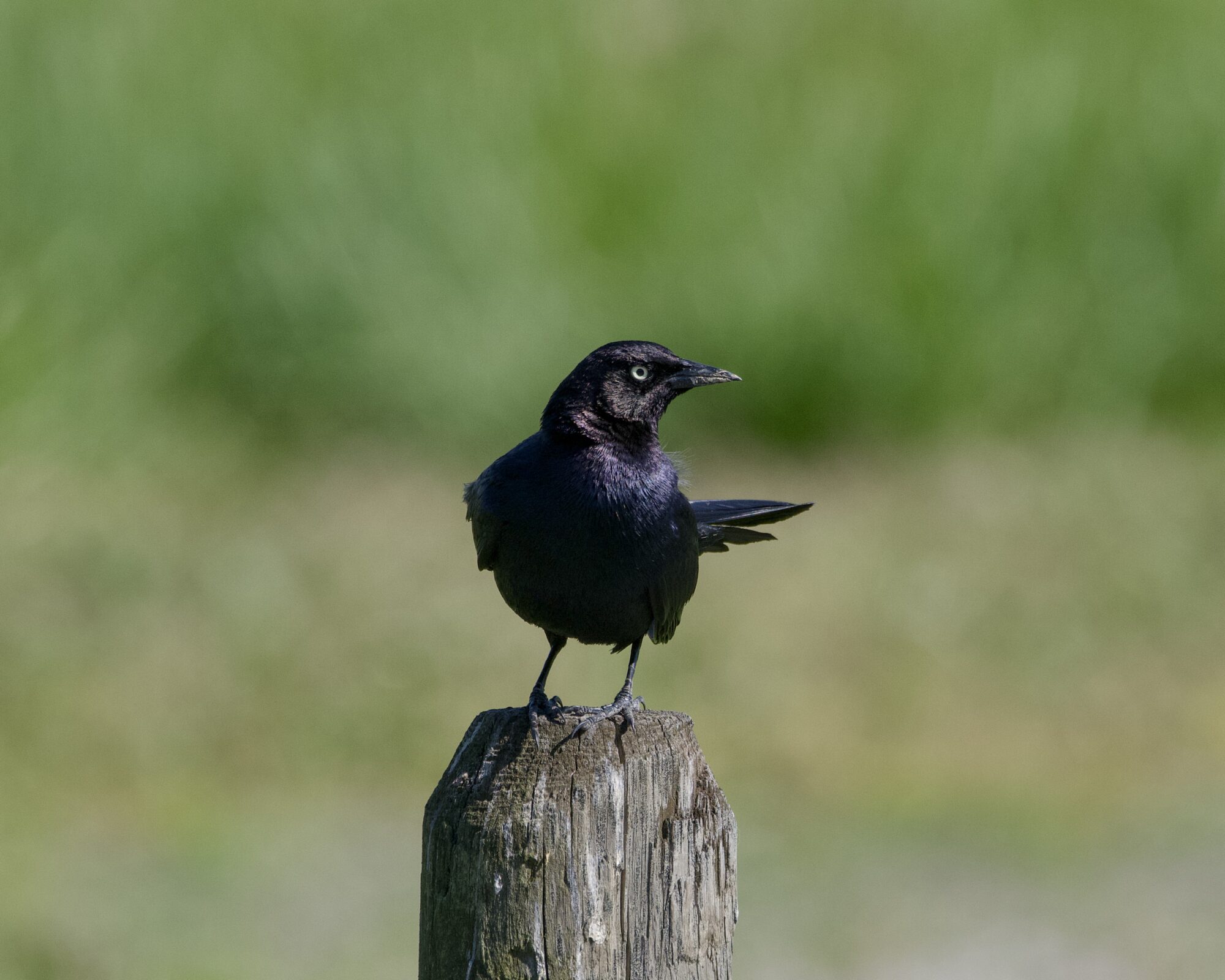 A male Brewer's Blackbird on a wooden post