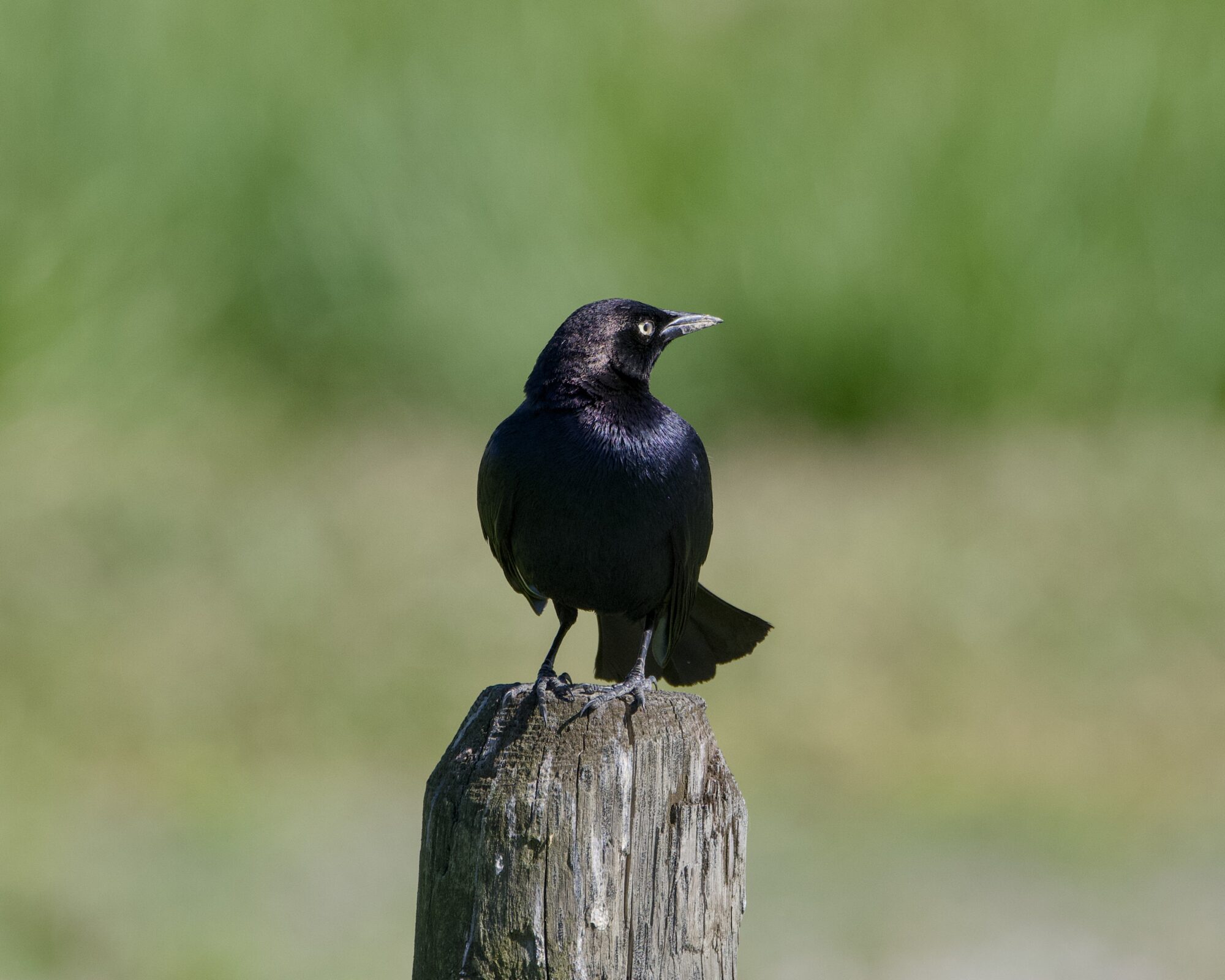 A male Brewer's Blackbird on a wooden post