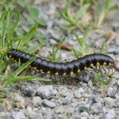 A yellow-spotted millipede making its way on a partly grassy gravel trail