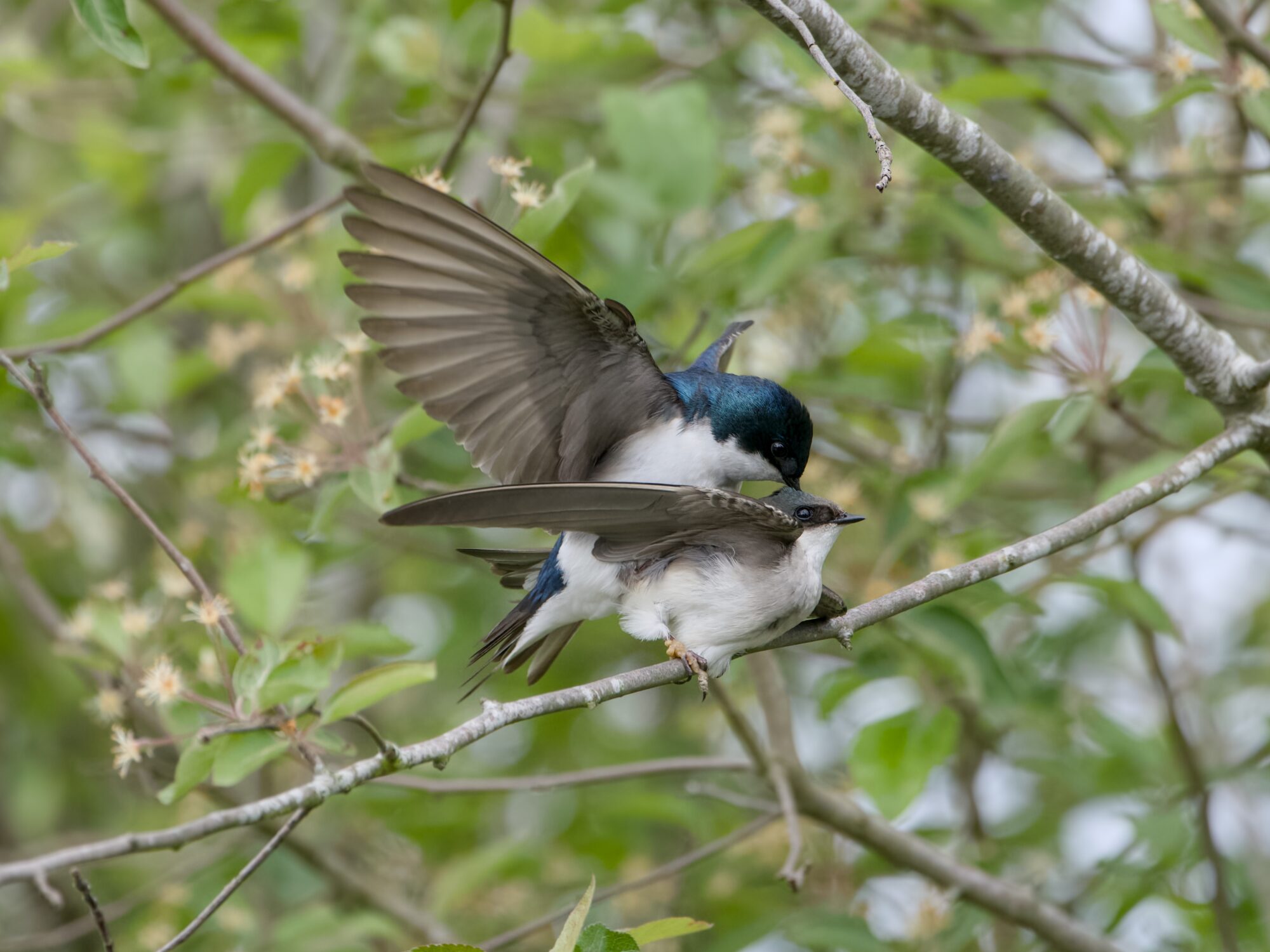 A Tree Swallow couple mating on a branch. The male is either scratching the back of his partner's head, or poking her hard