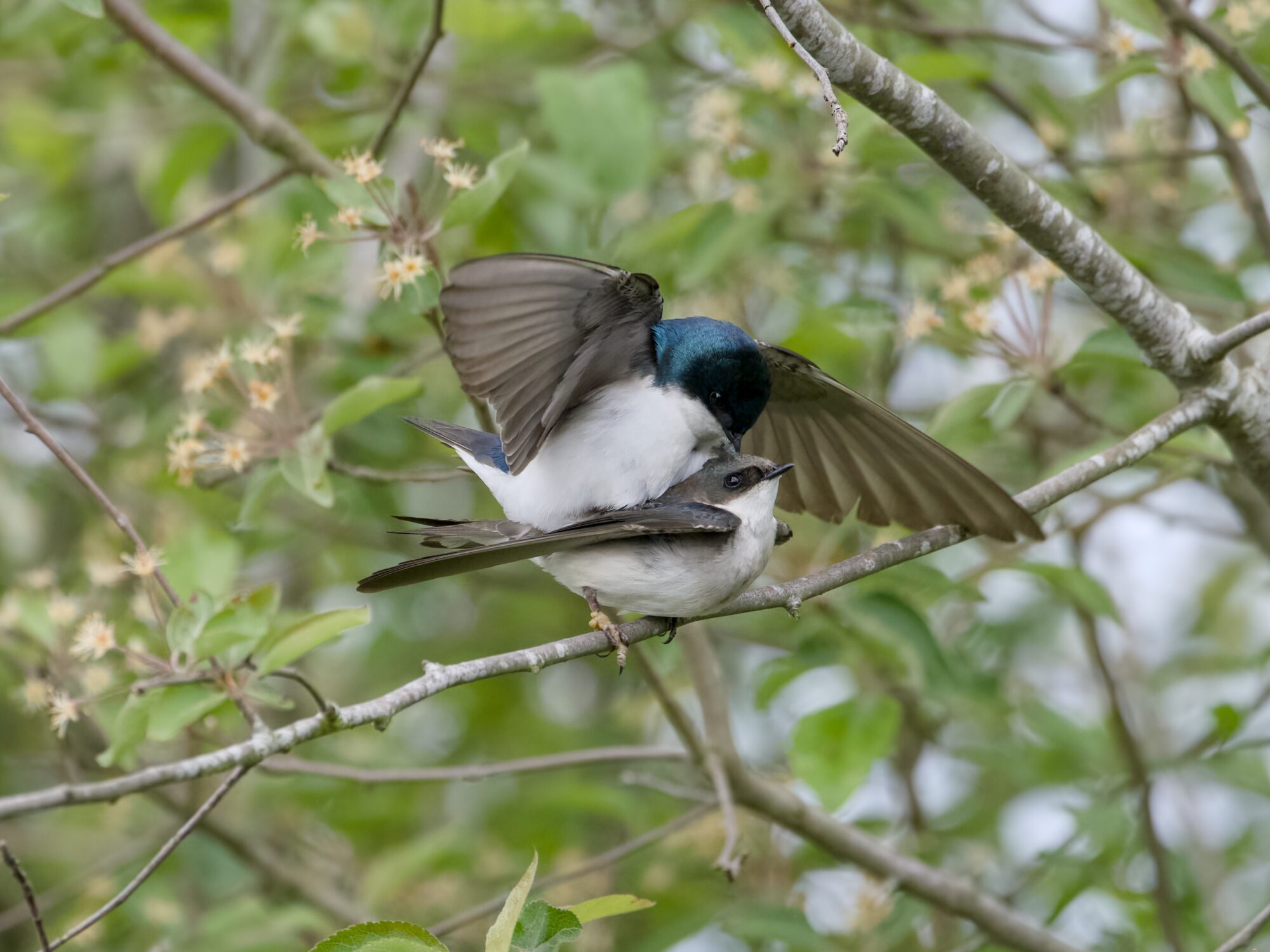 A Tree Swallow couple mating on a branch. The male is either scratching the back of his partner's head, or poking her hard