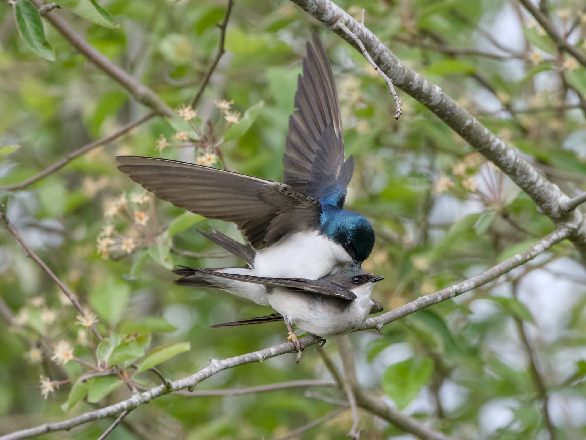 A Tree Swallow couple mating on a branch. The male is either scratching the back of his partner's head, or poking her hard