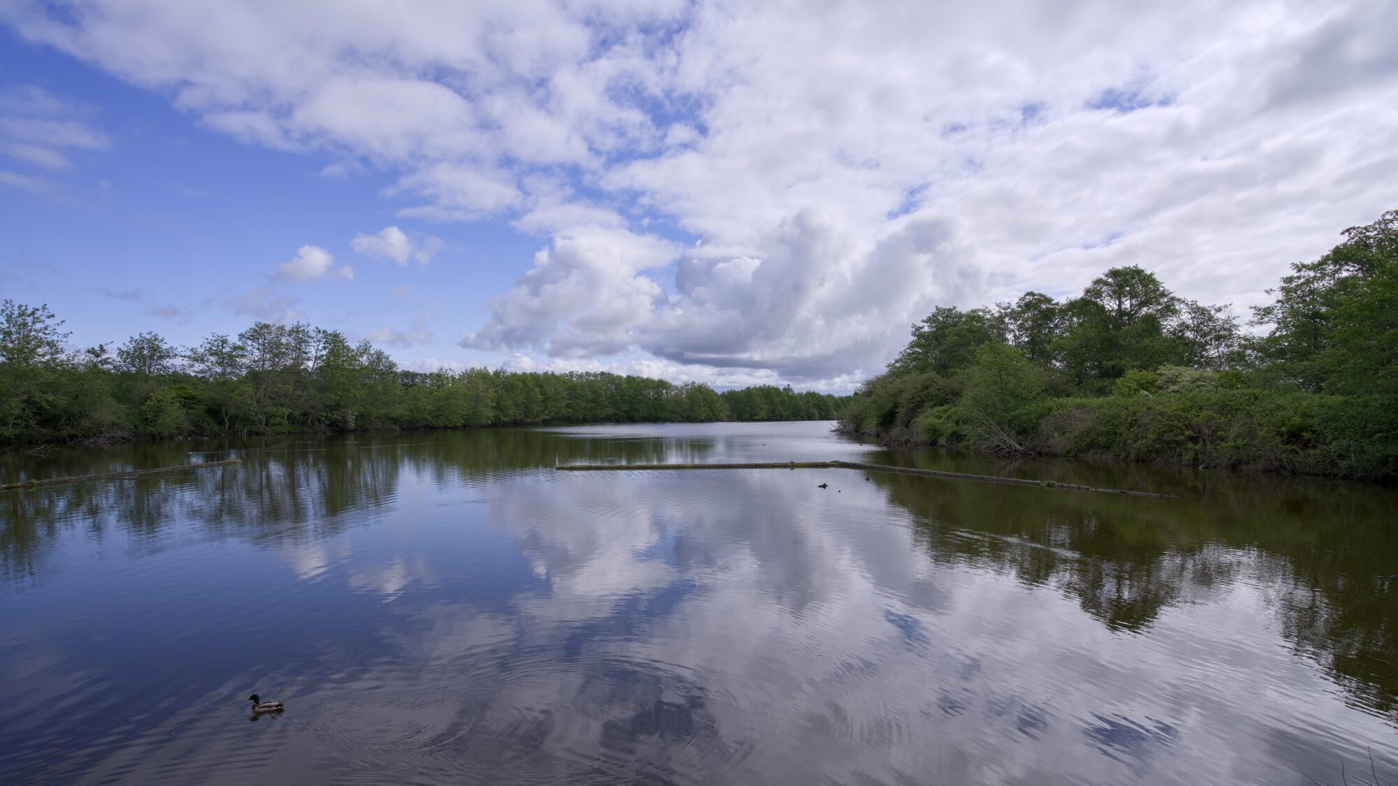 One of the Reifel Sanctuary sloughs under a partly cloudly sky. The clouds and trees are sharply reflected