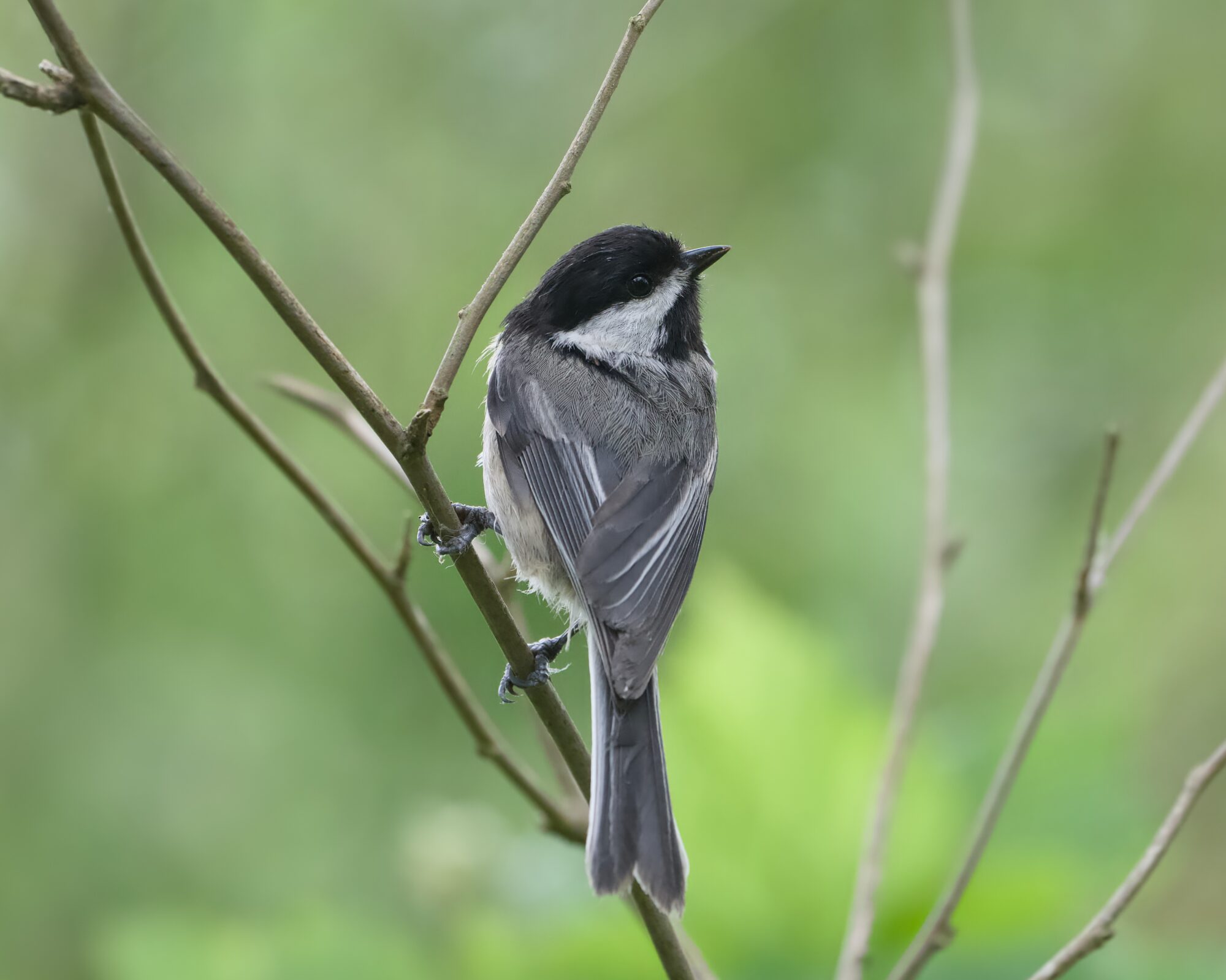 A Black-capped Chickadee on a branch, its back to us but turning its head to the side and up
