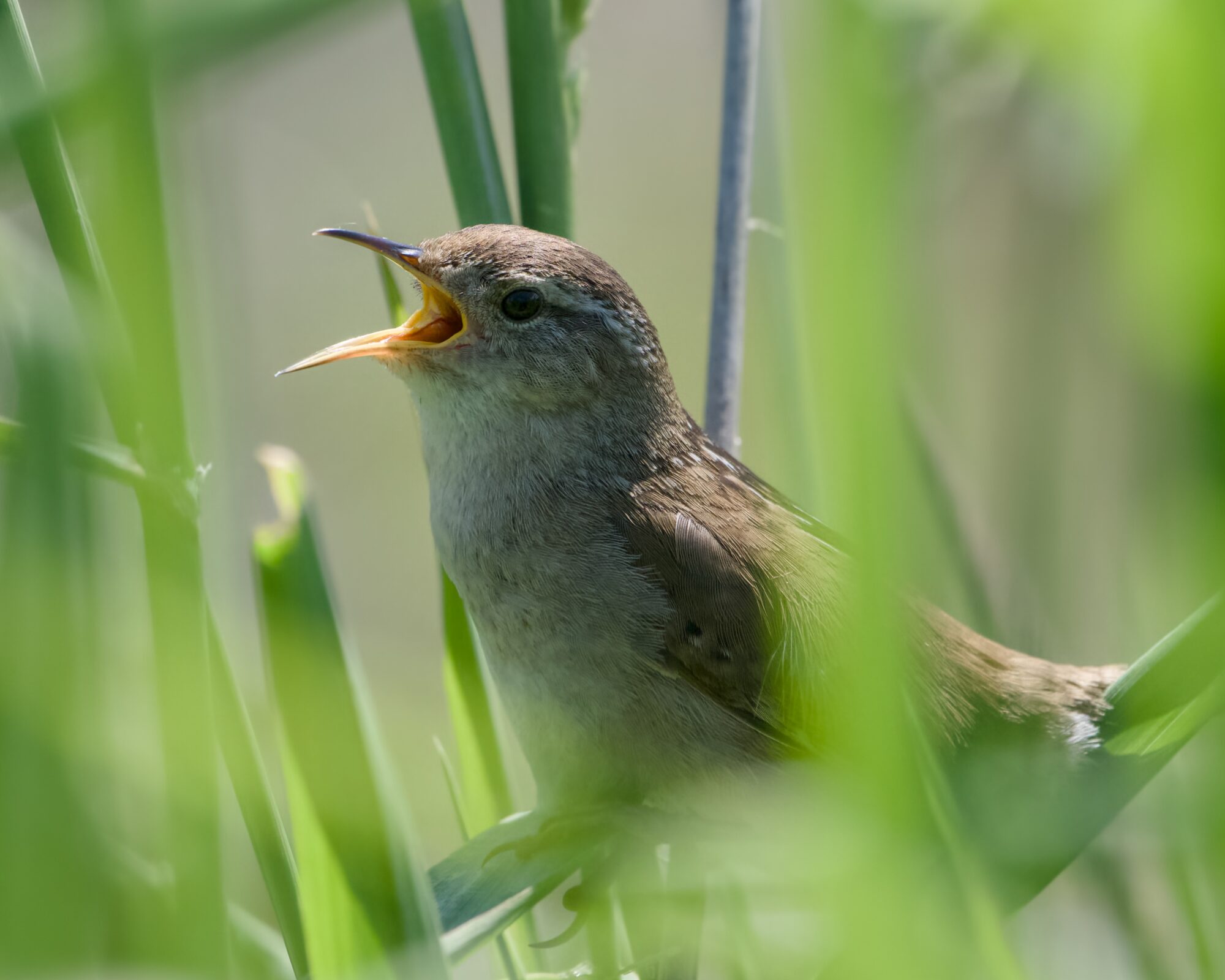 A Marsh Wren singing, partly hidden by reeds
