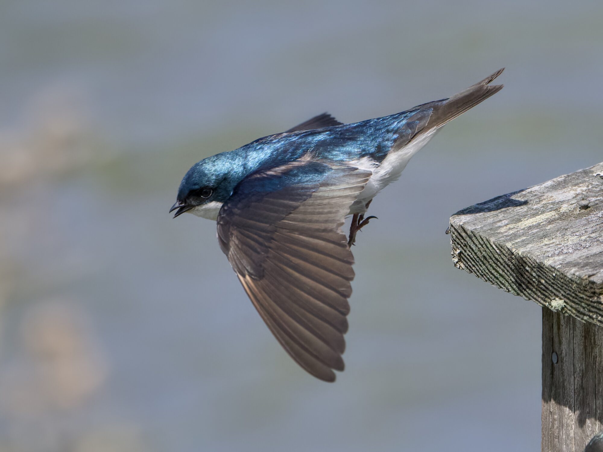 A male Tree Swallow taking off from its nest box