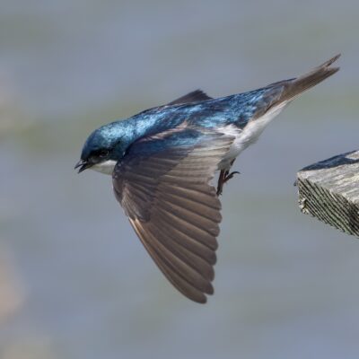 A male Tree Swallow taking off from its nest box
