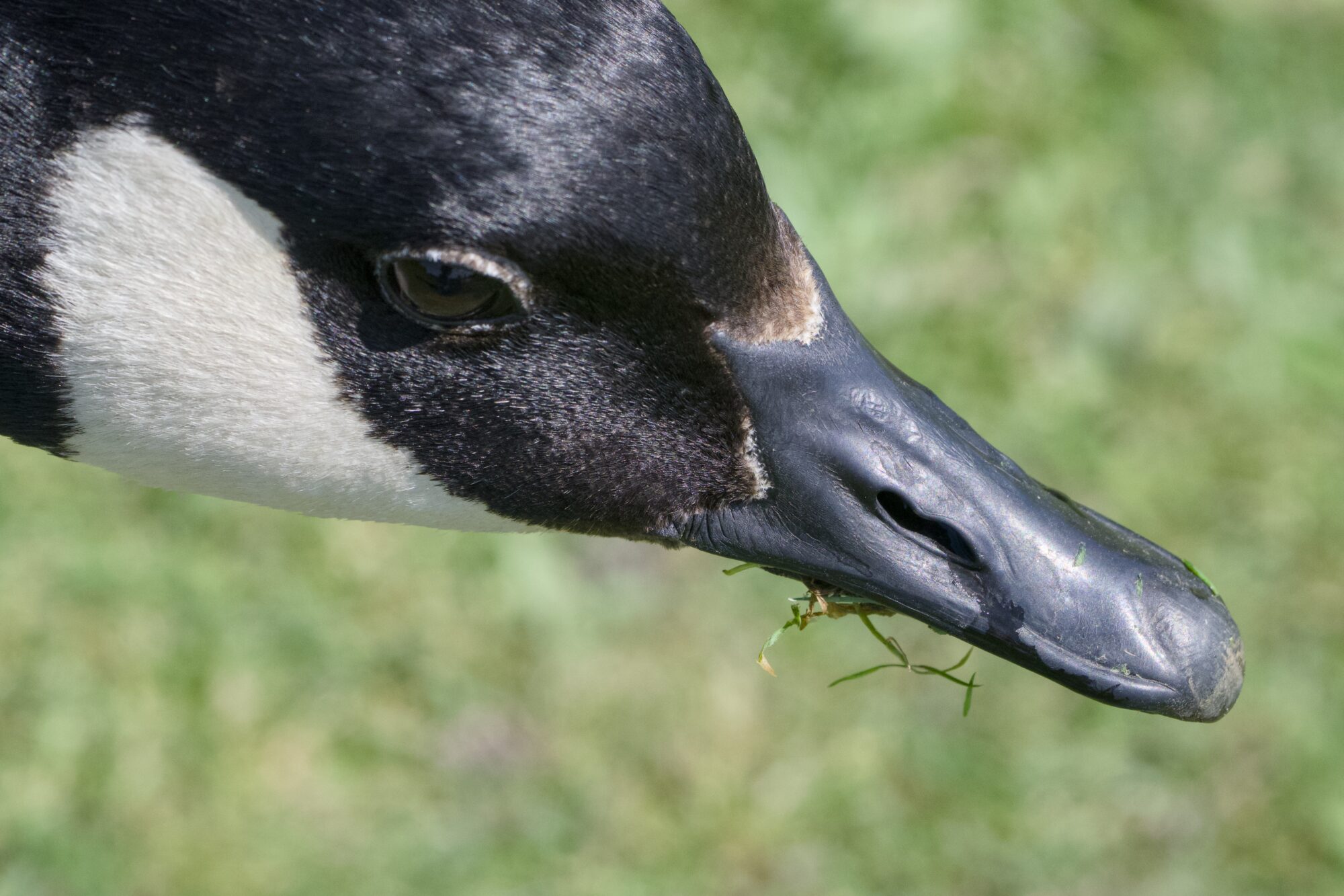 Closeup of a Canada Goose face and bill. There are a few bits of grass dangling from the bill