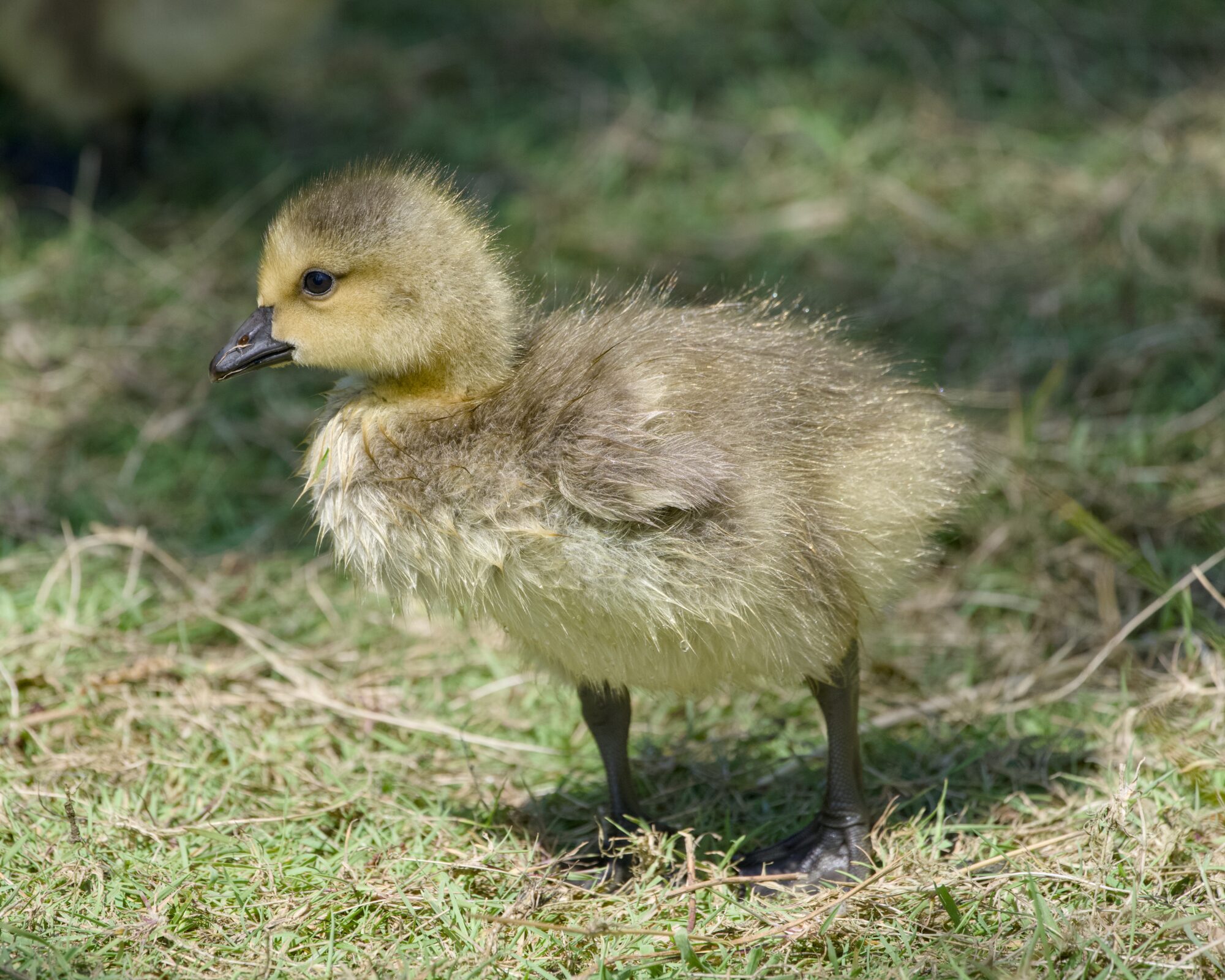 A very young Canada gosling in the grass