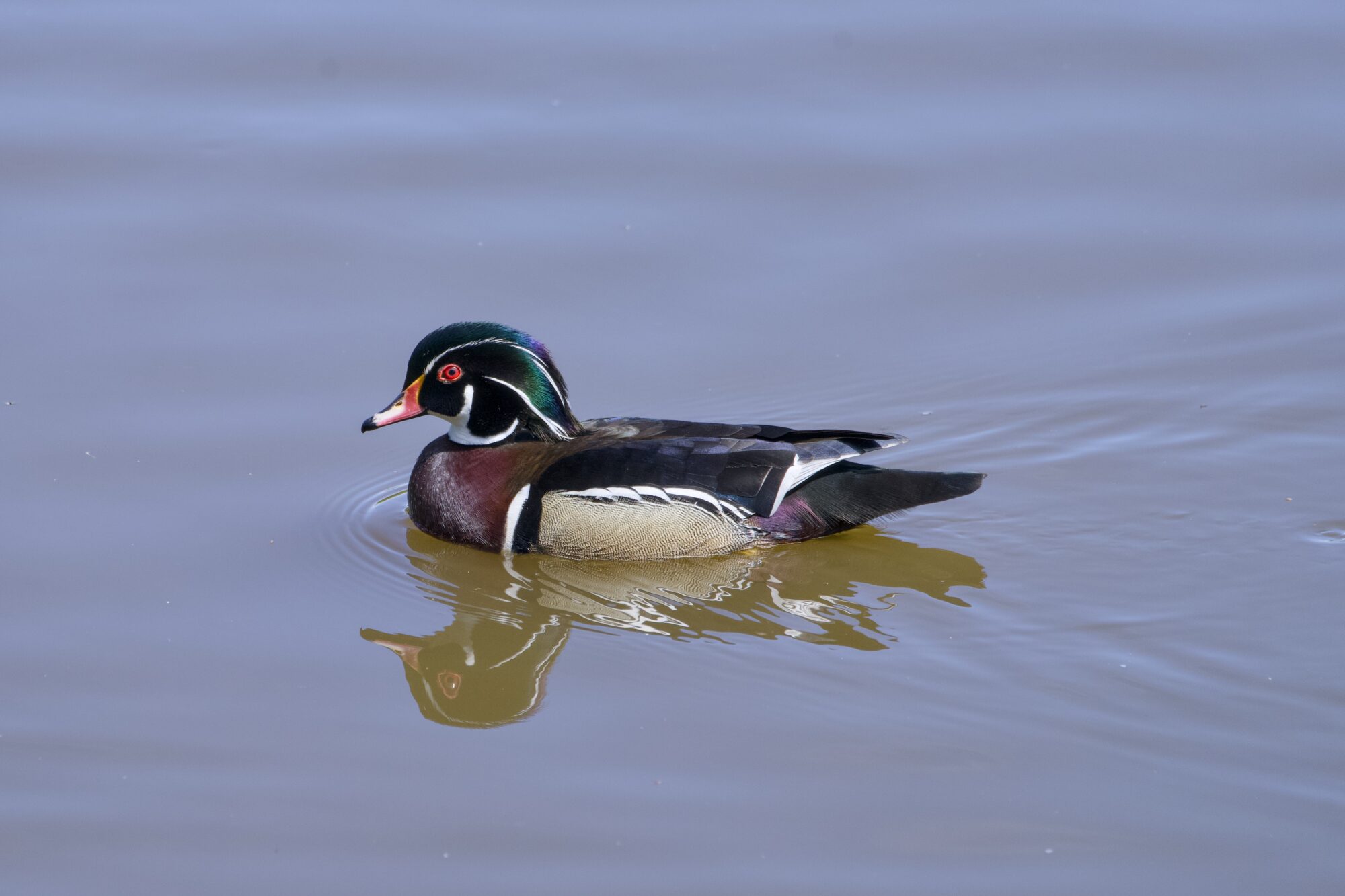 A male Wood Duck on the water