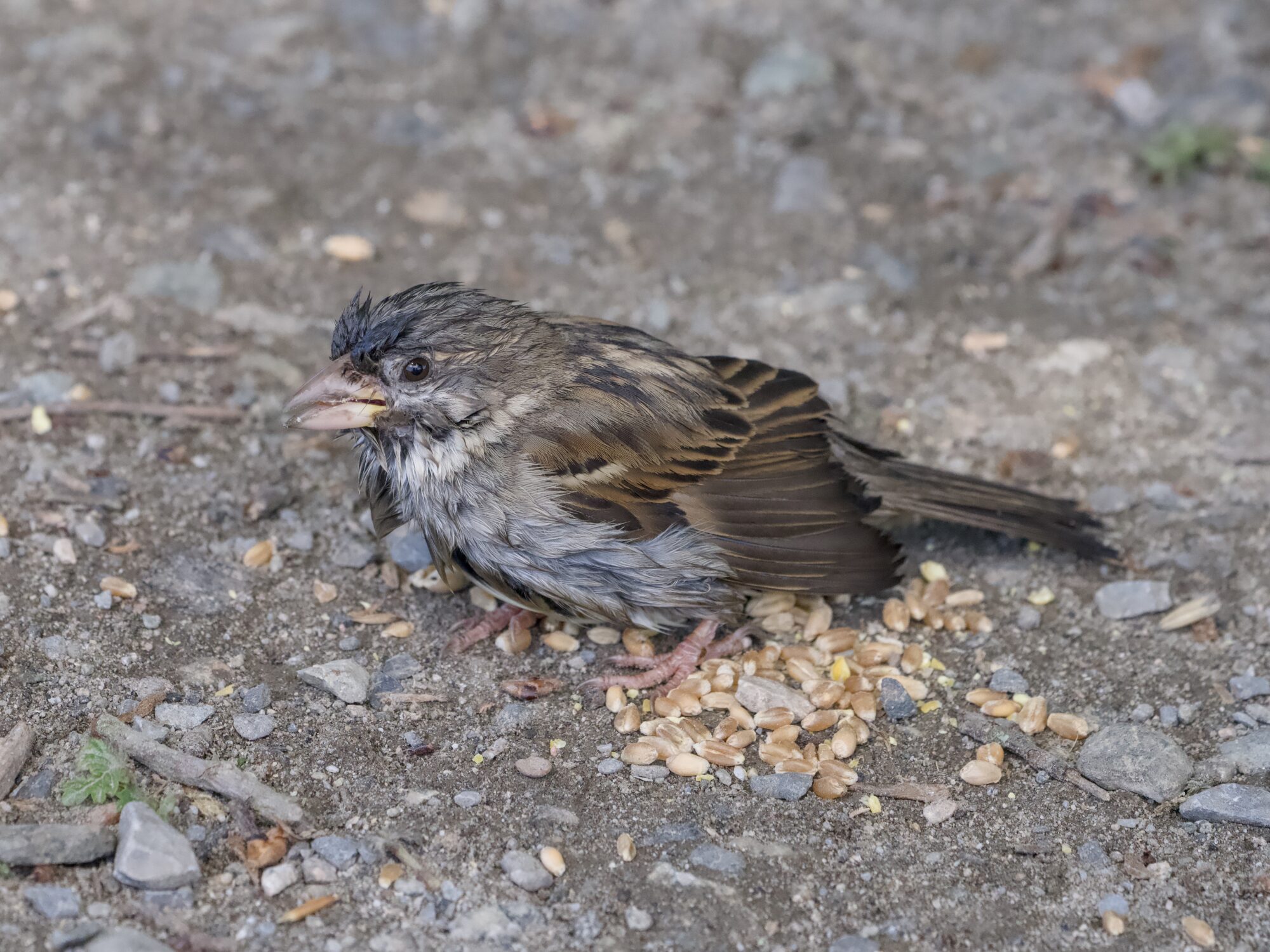 A fledgling House Sparrow on the ground, next to a little pile of seeds