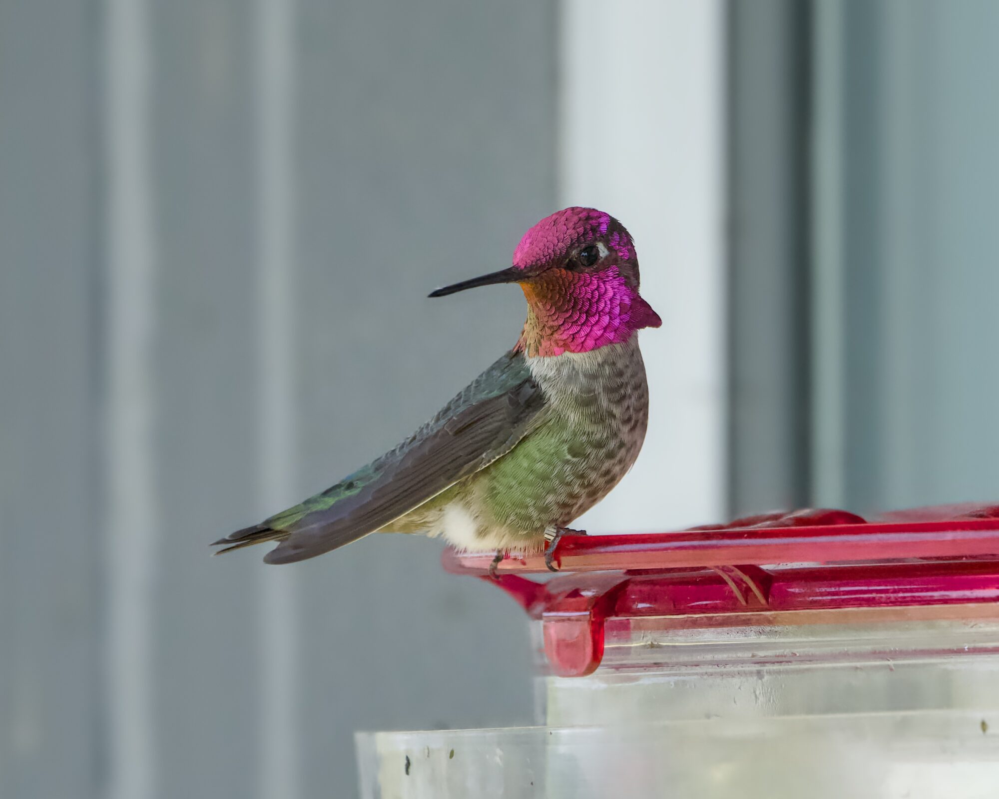 A male Anna's Hummingbird, face iridescing pink, is sitting on a feeder