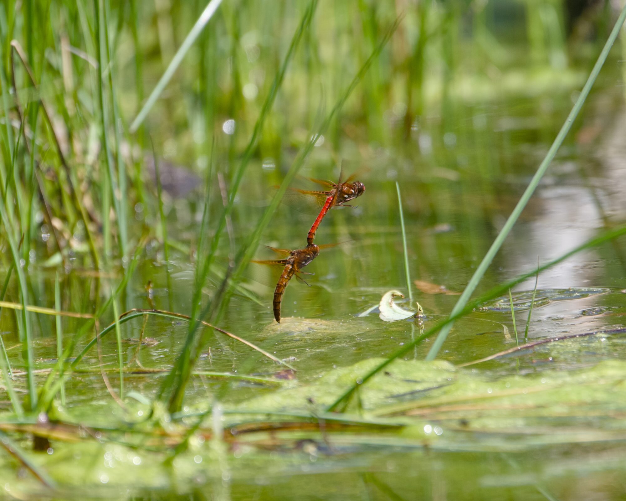 Two bright red dragonflies mating just above the water. They are surrounded by green reeds for a nice contrast