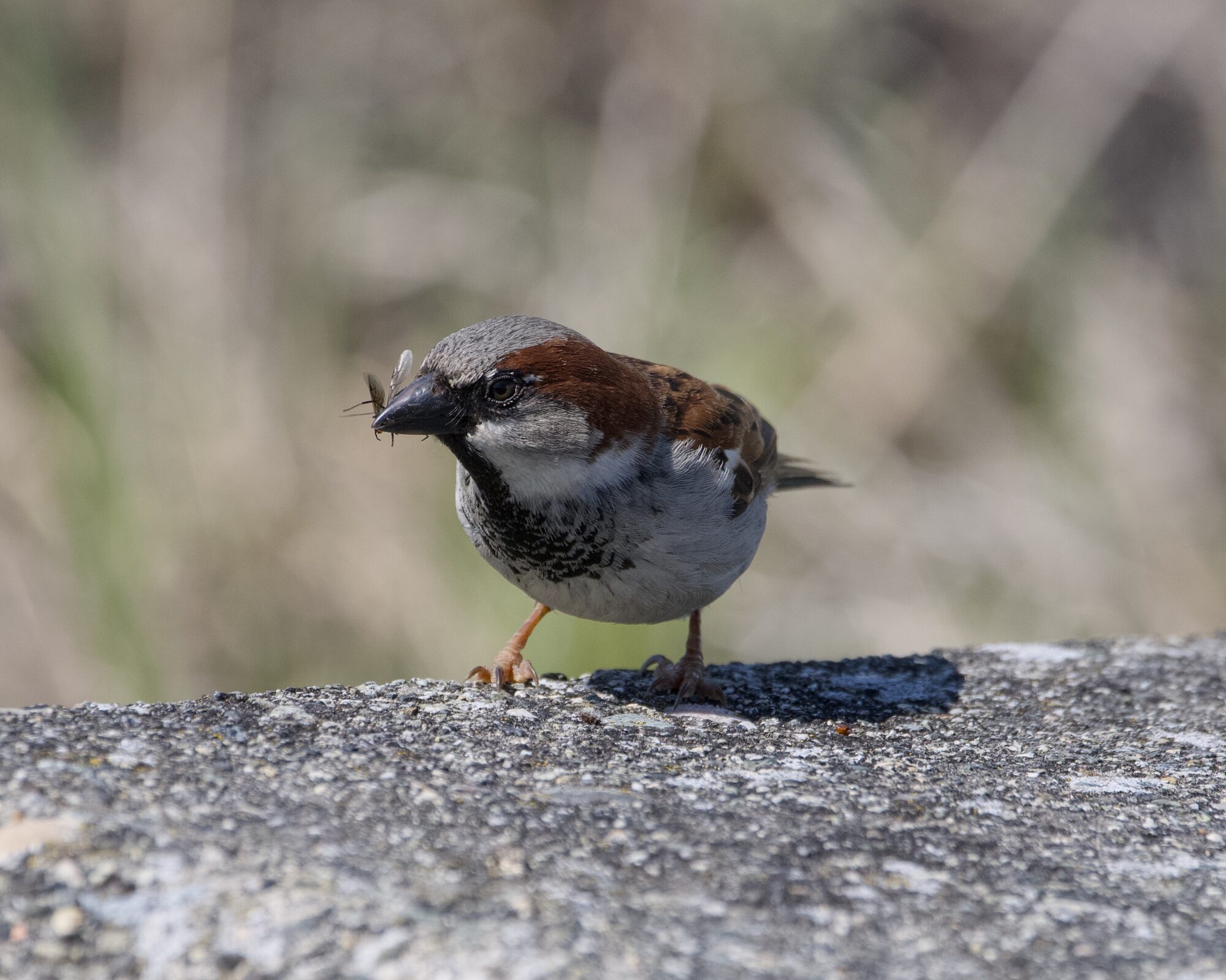 A male House Sparrow on a big concrete block, holding what's probably a big flying ant in its beak